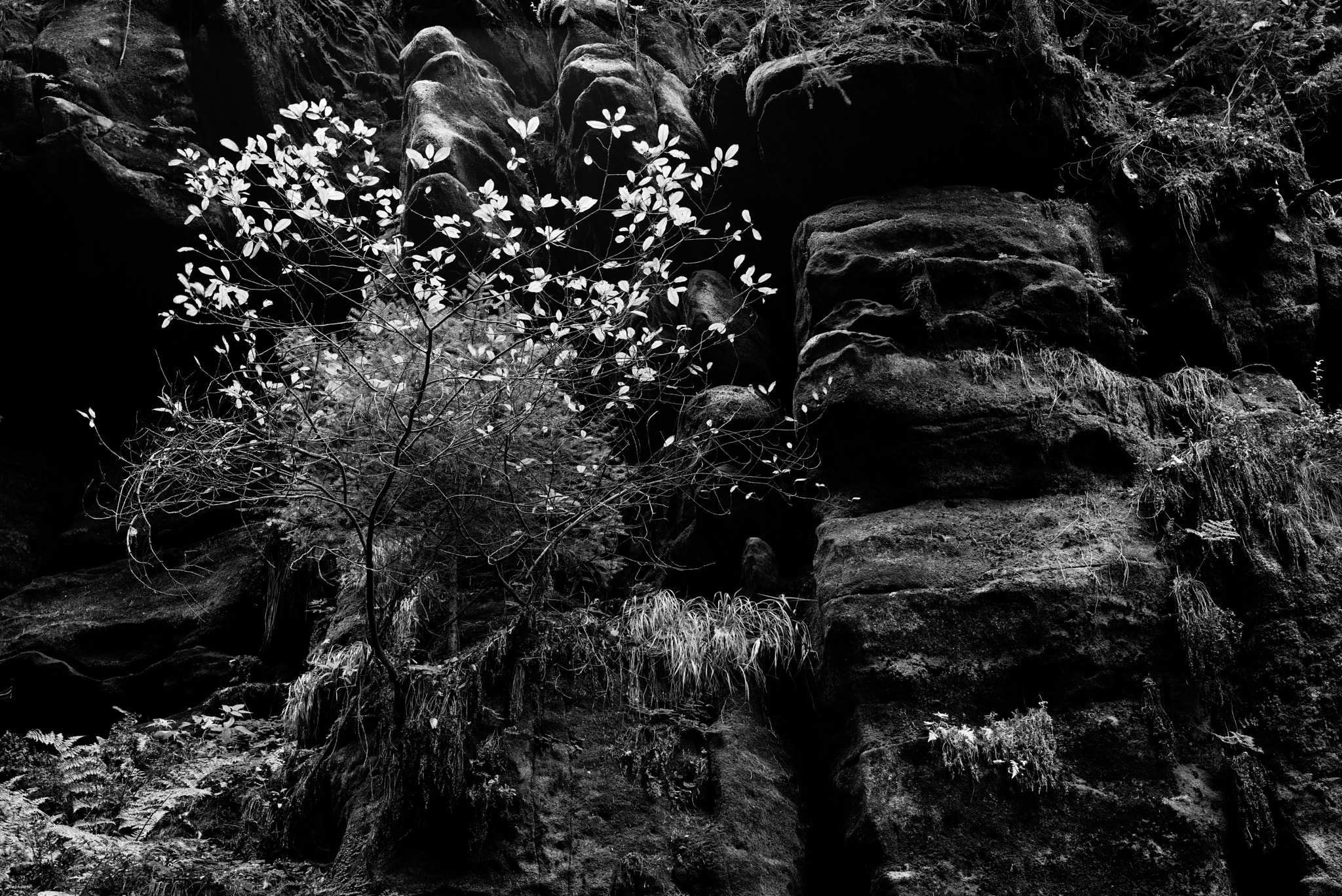 Leica APO-Summicron-M 50mm F2 ASPH sample photo. Fall in uttewalde canyon photography