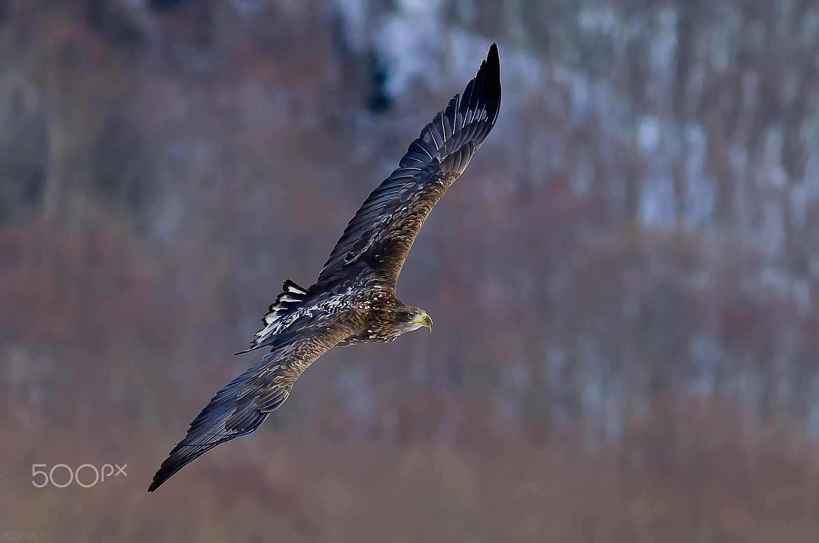 Nikon AF-S Nikkor 400mm F2.8G ED VR II sample photo. 30325646472.   ojirowasi photography