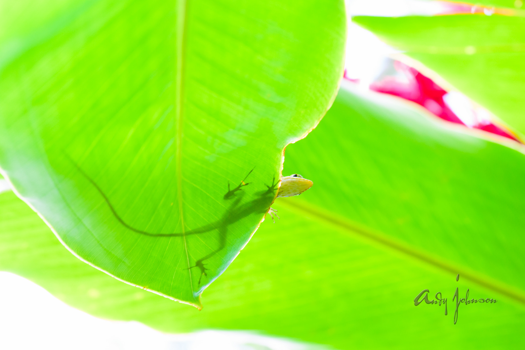 Tokina AT-X Pro 100mm F2.8 Macro sample photo. Shadow lizard  photography