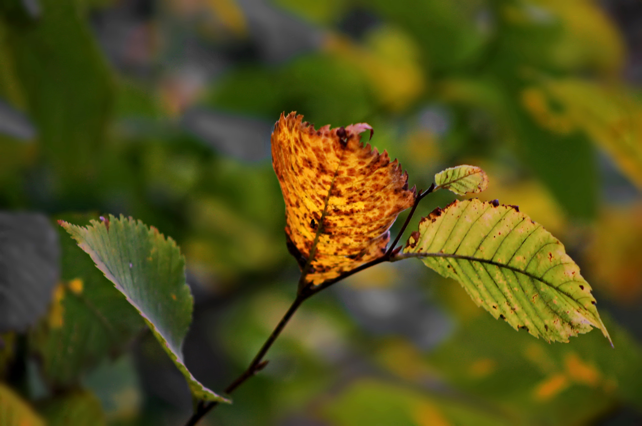 Canon EOS-1Ds Mark III sample photo. The light of autumn photography