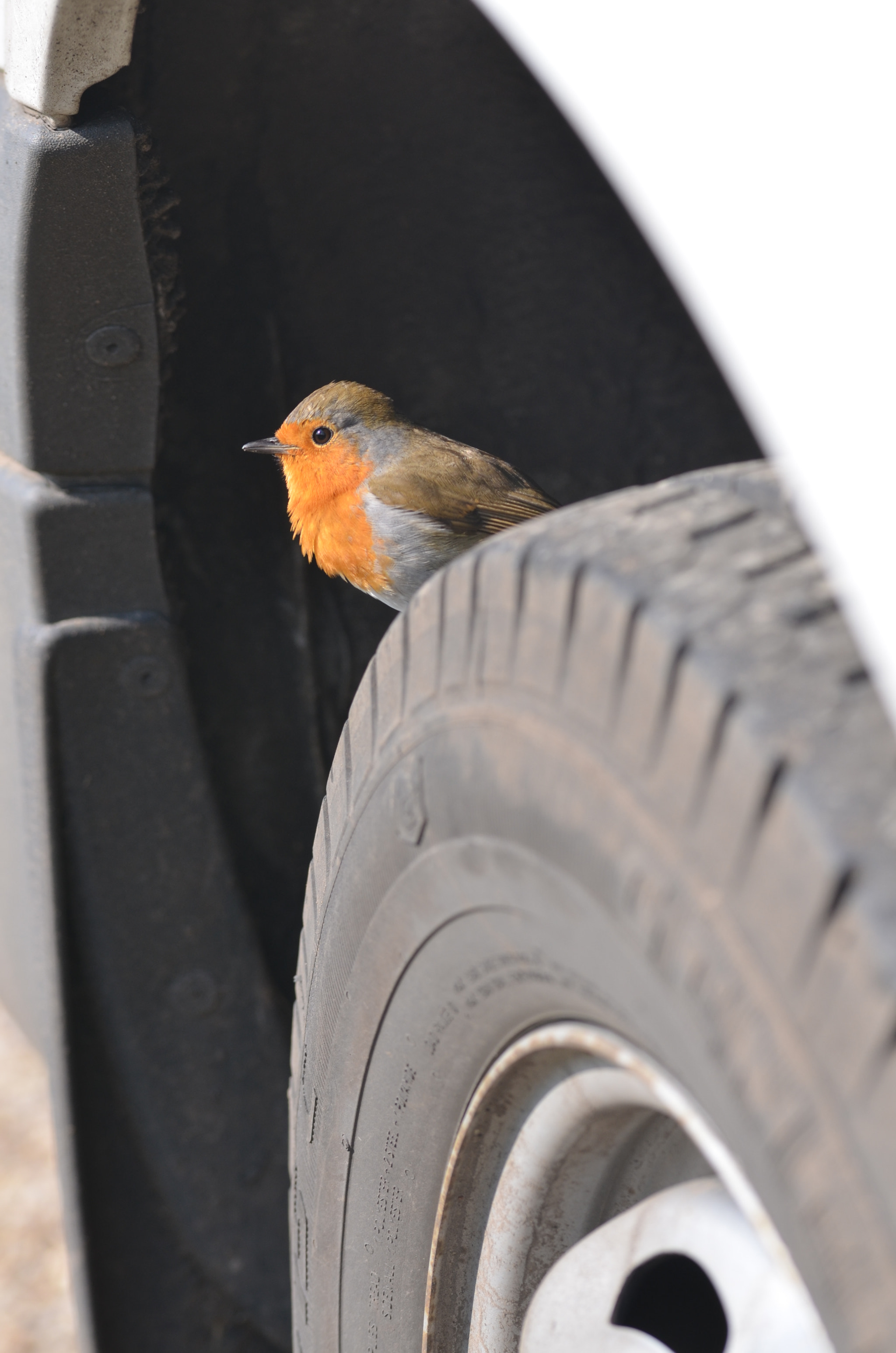 Sigma 105mm F2.8 EX DG OS HSM sample photo. Tyre perch photography