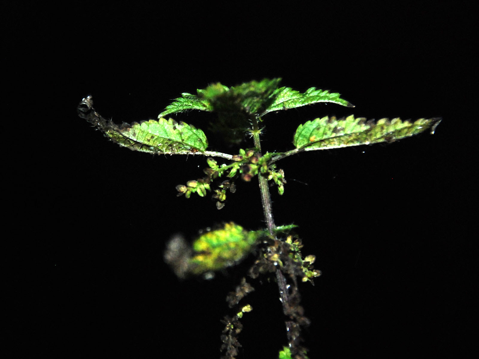 Nikon D80 sample photo. Nature in the darkness photography