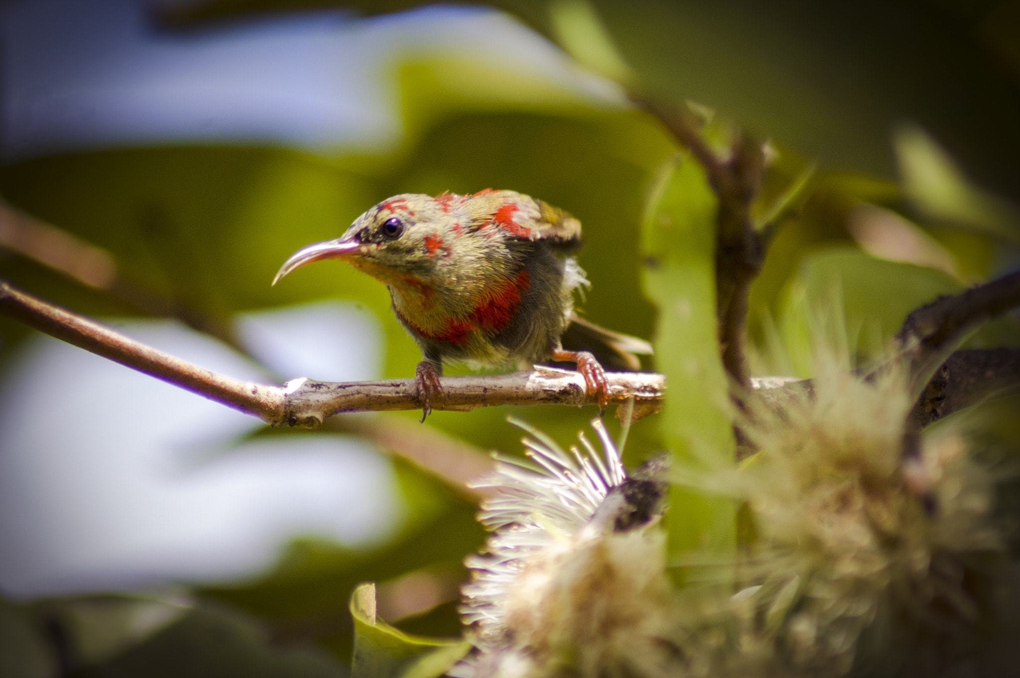 Nikon D40 sample photo. Bird photography