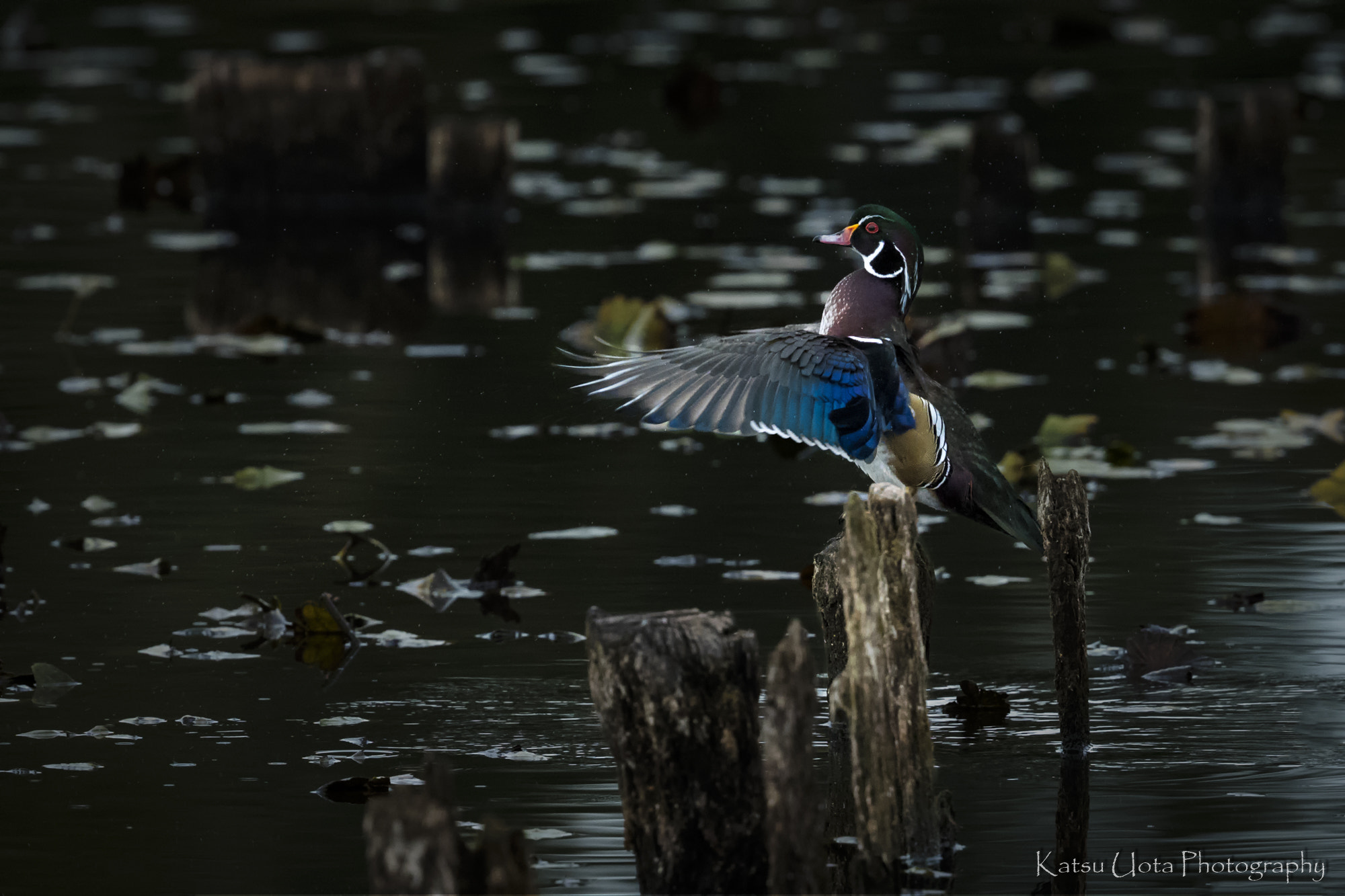 Canon EF 500mm F4L IS II USM sample photo. Posing wood duck photography