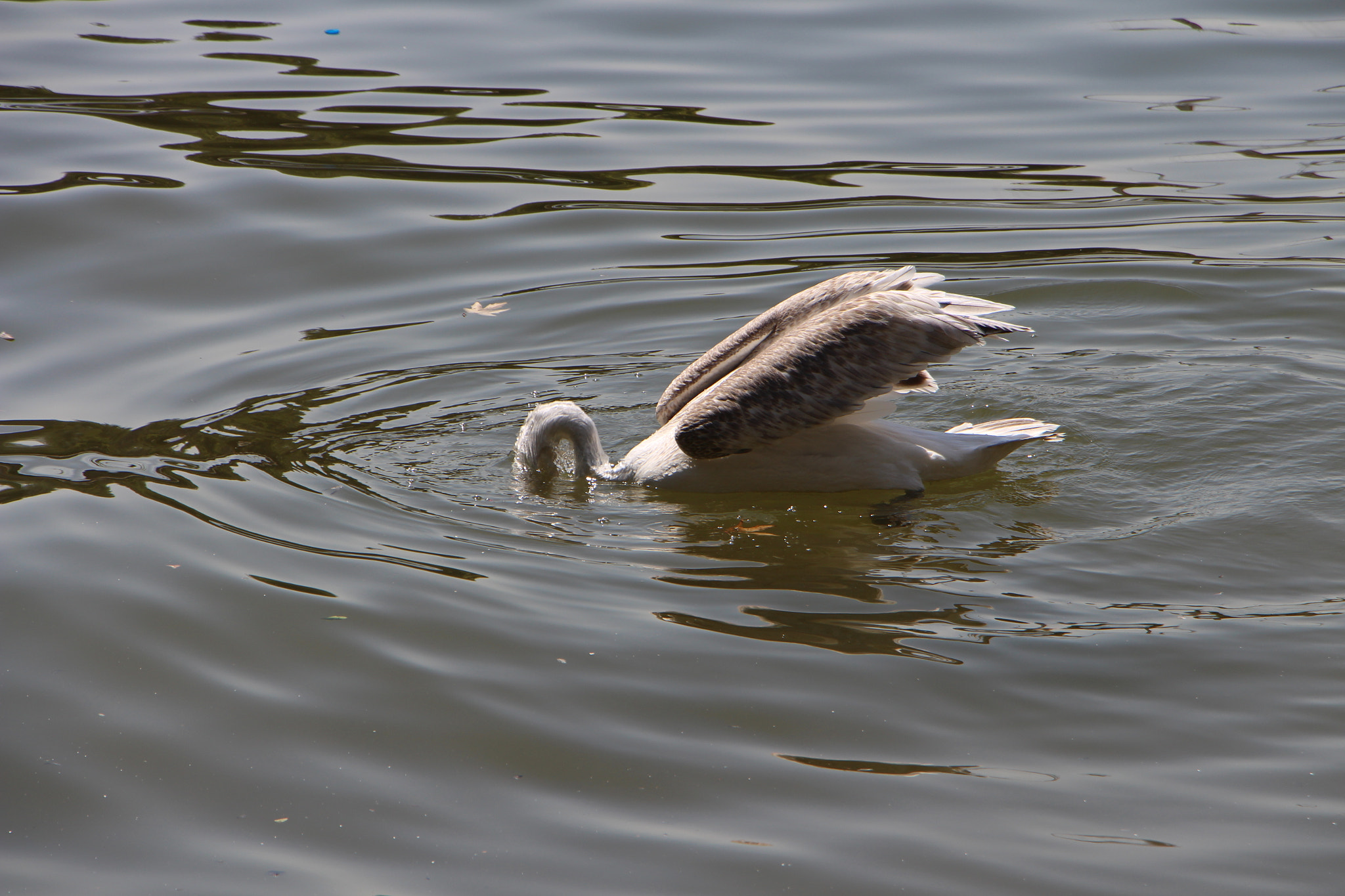 Canon EOS 700D (EOS Rebel T5i / EOS Kiss X7i) sample photo. Wild life photography