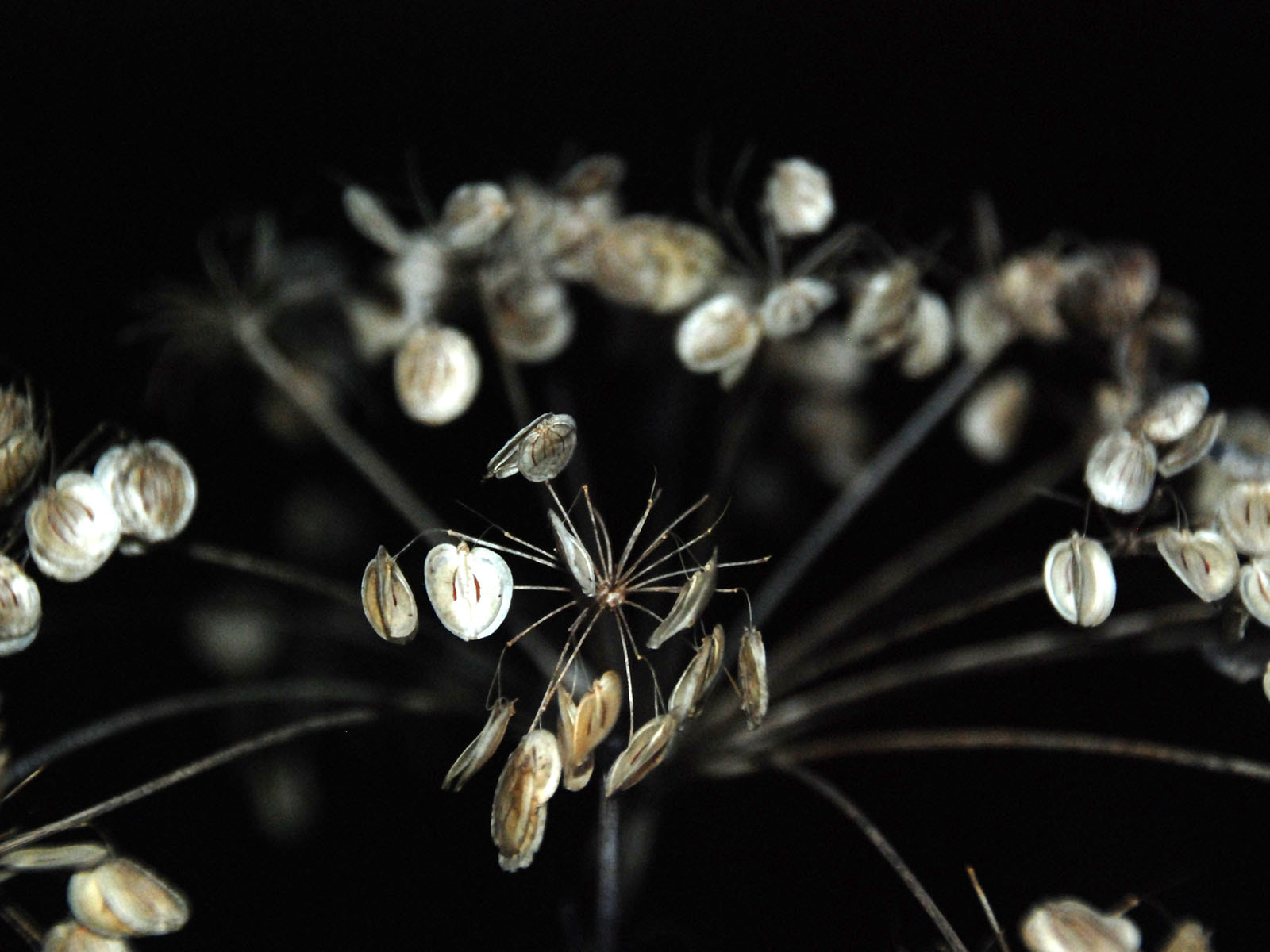 Nikon D80 sample photo. Flower in the darkness photography