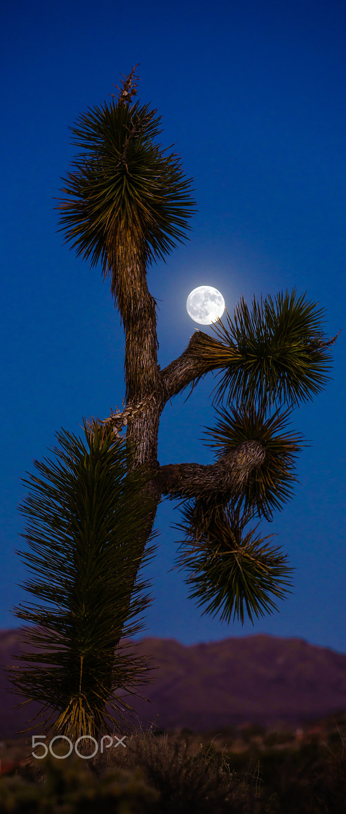 Canon EF 70-200mm F2.8L IS II USM sample photo. Moonrise and a joshua tree photography