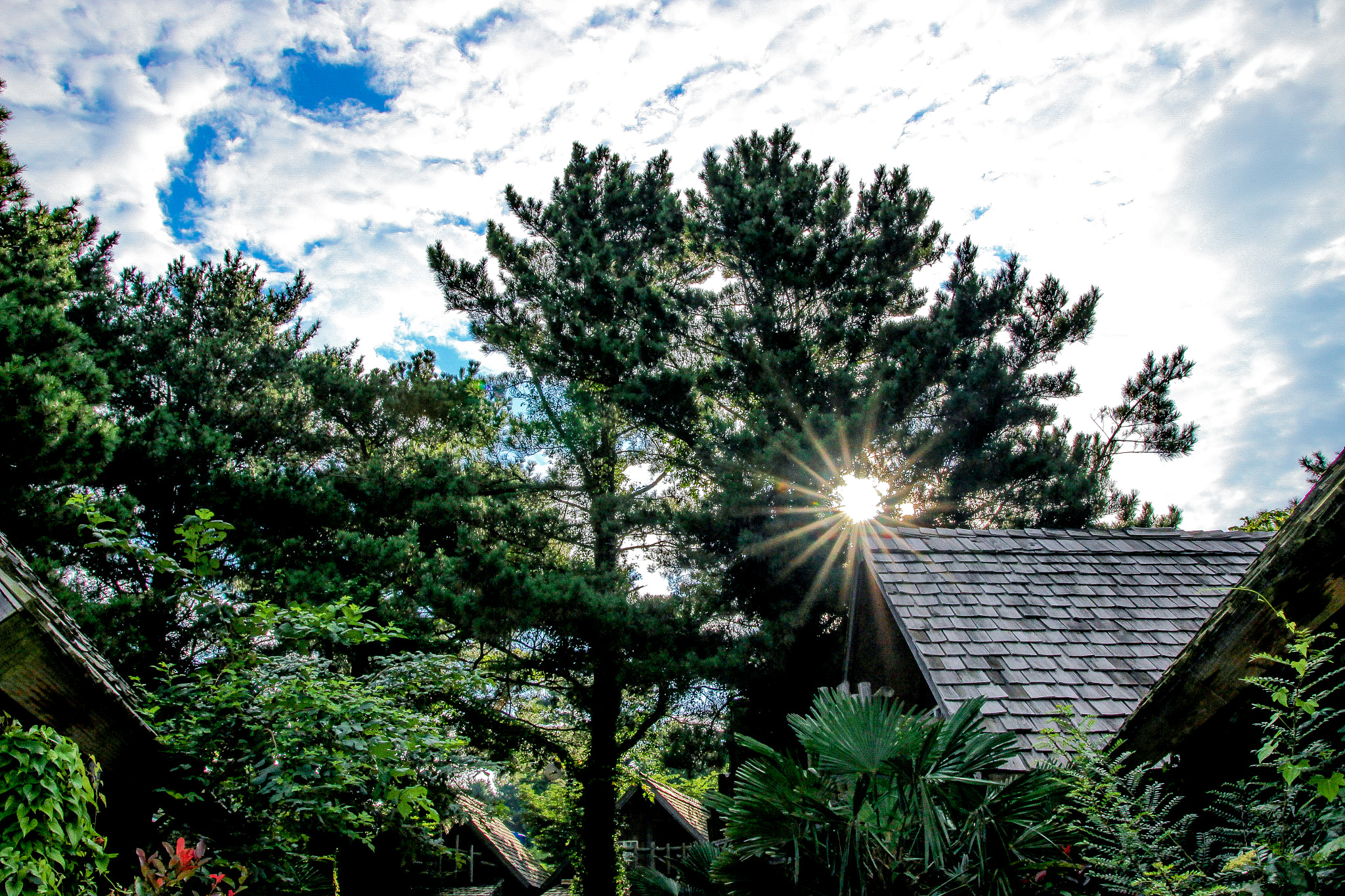 Sigma 18-35mm f/1.8 DC HSM sample photo. Backlight photography