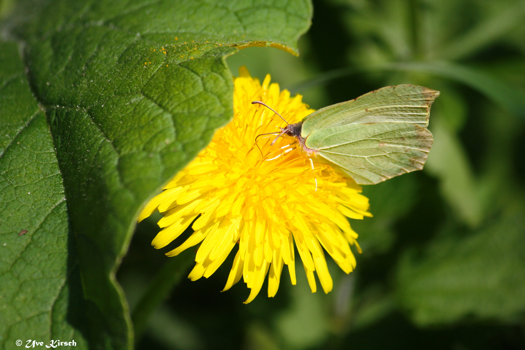 Canon EF-S 55-250mm F4-5.6 IS sample photo. Lemon butterfly on dandelion photography