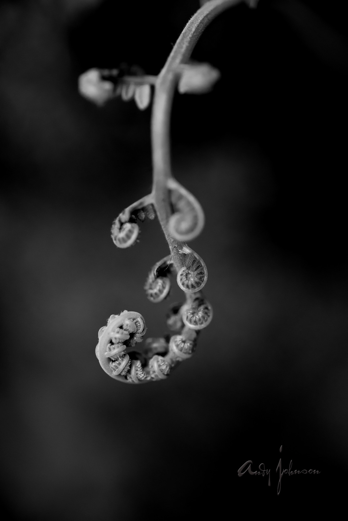 Tokina AT-X Pro 100mm F2.8 Macro sample photo. Pretty patterns! photography