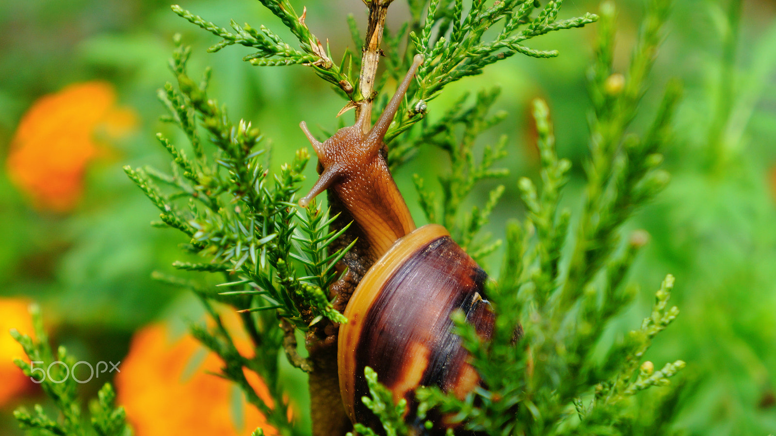 Sony FE 28-70mm F3.5-5.6 OSS sample photo. 【nepal】 snail photography