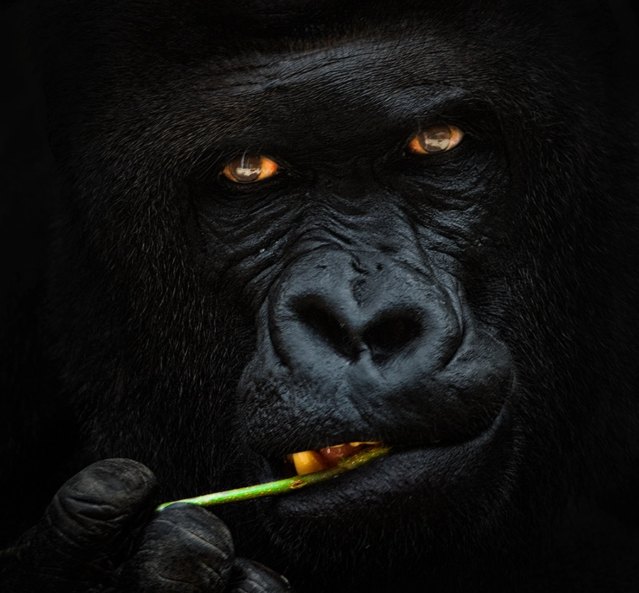 Nikon D610 + Nikon AF-S Nikkor 300mm F4D ED-IF sample photo. I'm richard | zoo prague photography