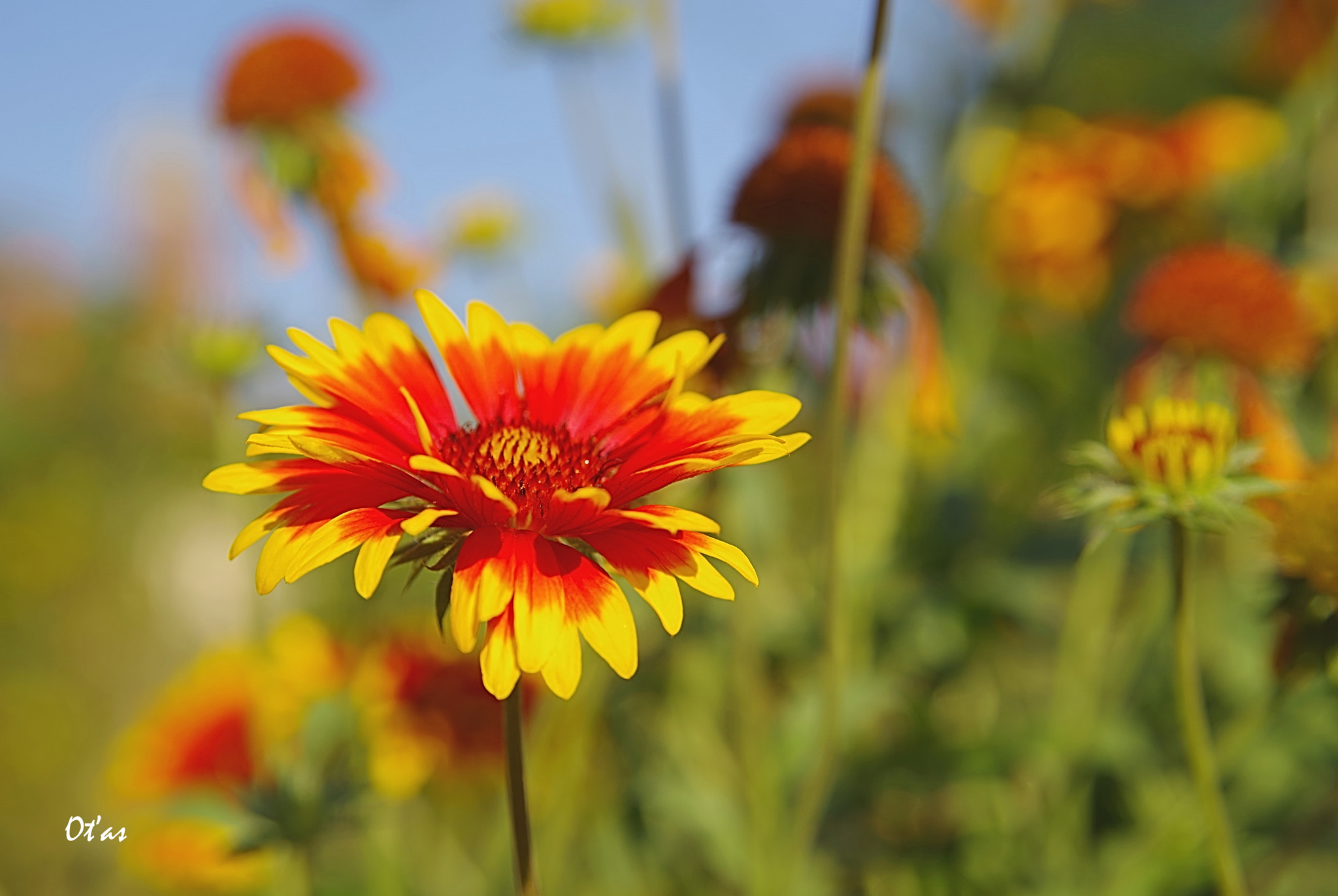 Pentax K-1 sample photo. Flower ii photography