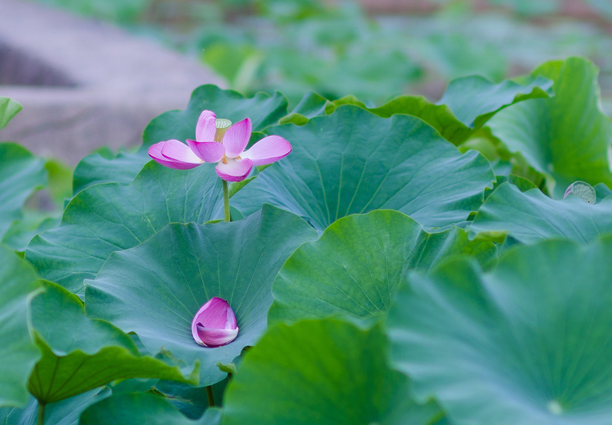 Nikon D7000 + Sigma 85mm F1.4 EX DG HSM sample photo. Img photography