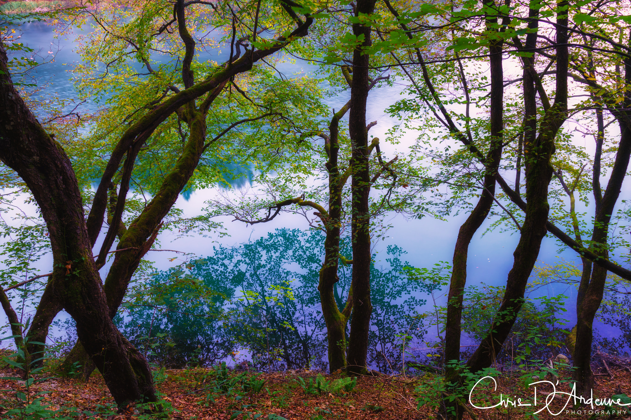 Sony a7R II + Canon EF 24-105mm F4L IS USM sample photo. Twisted plitvice photography