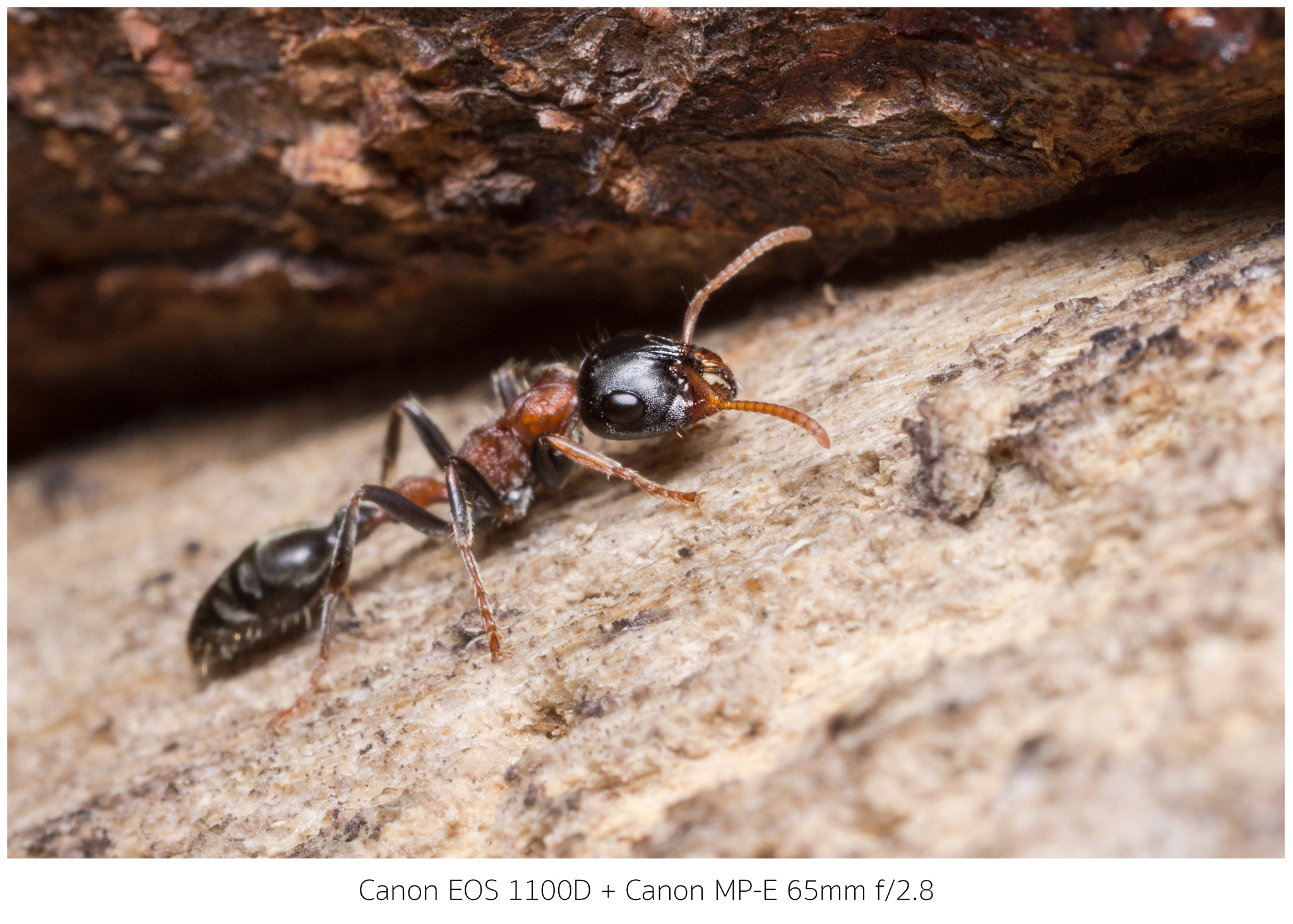 Canon MP-E 65mm F2.5 1-5x Macro Photo sample photo. 061_1742-1.jpg photography