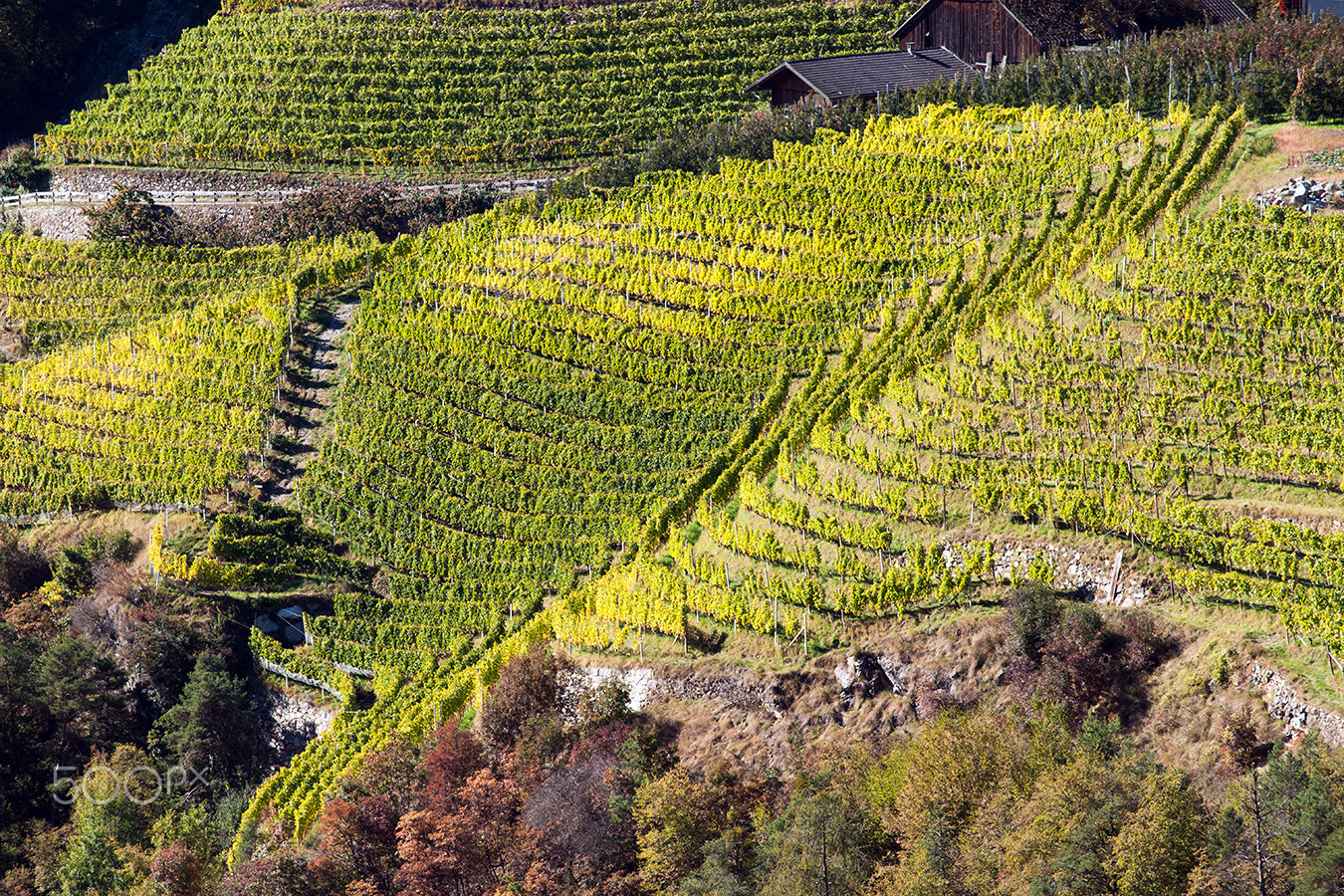 Sony Alpha DSLR-A900 + Minolta/Sony AF 70-200mm F2.8 G sample photo. Autumn, vineyards photography