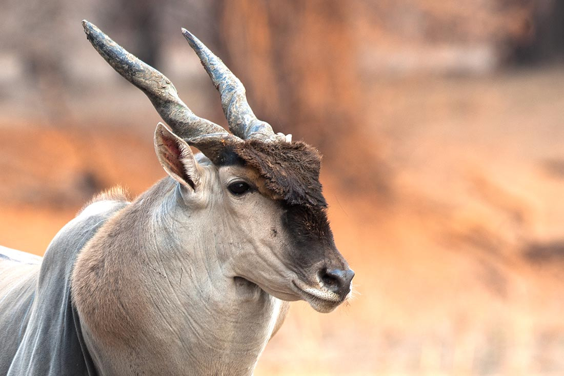 Nikon D3X + Nikon AF-S Nikkor 600mm F4G ED VR sample photo. Portrait of livingstone eland, mana pools national park photography