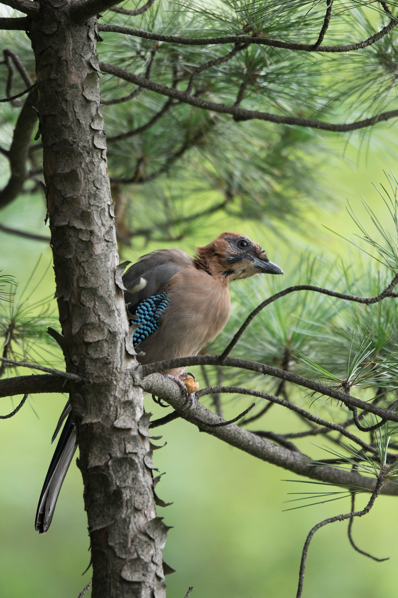 Pentax D FA* 70-200mm F2.8ED DC AW sample photo. Meditation photography