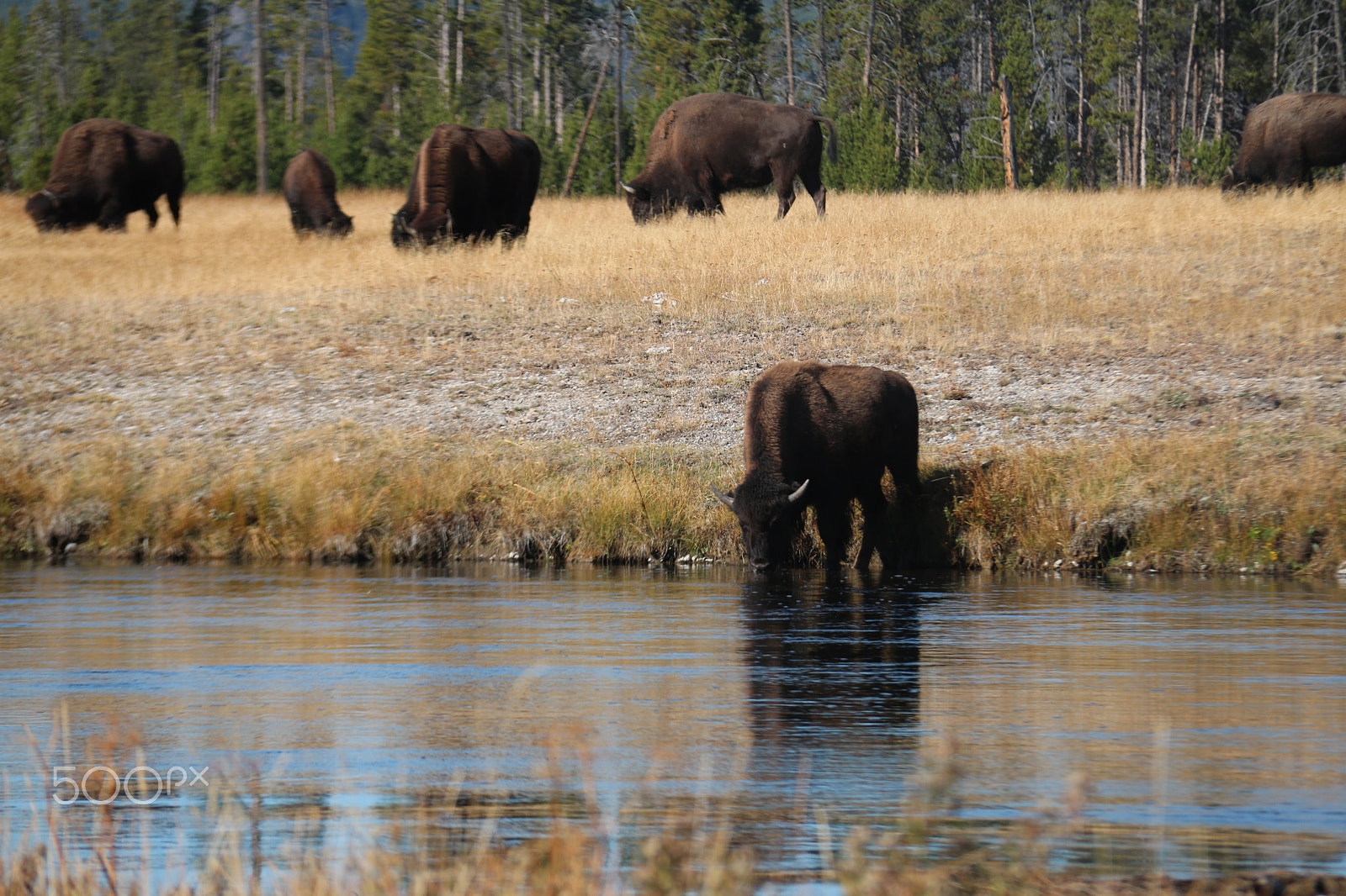 Canon EOS 750D (EOS Rebel T6i / EOS Kiss X8i) sample photo. A buffalo drink alone photography