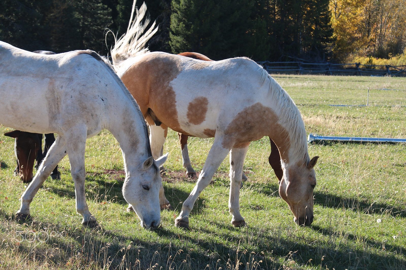 Canon EOS 750D (EOS Rebel T6i / EOS Kiss X8i) sample photo. Beautiful horse photography