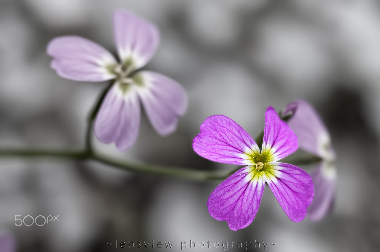 Sigma 105mm F2.8 EX DG Macro sample photo. :: photography