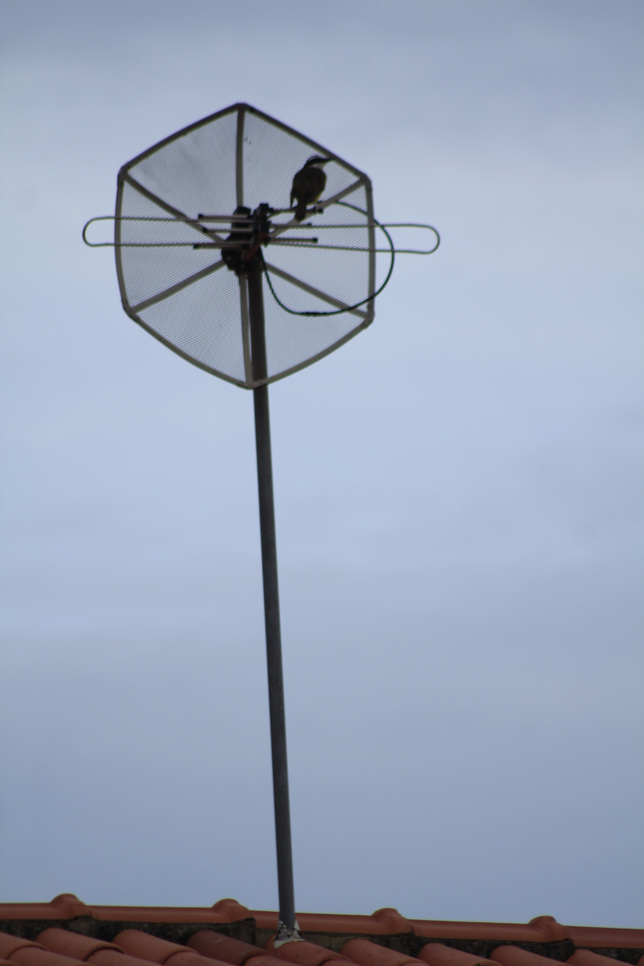 Canon EF 75-300mm f/4-5.6 USM sample photo. Antena2 photography