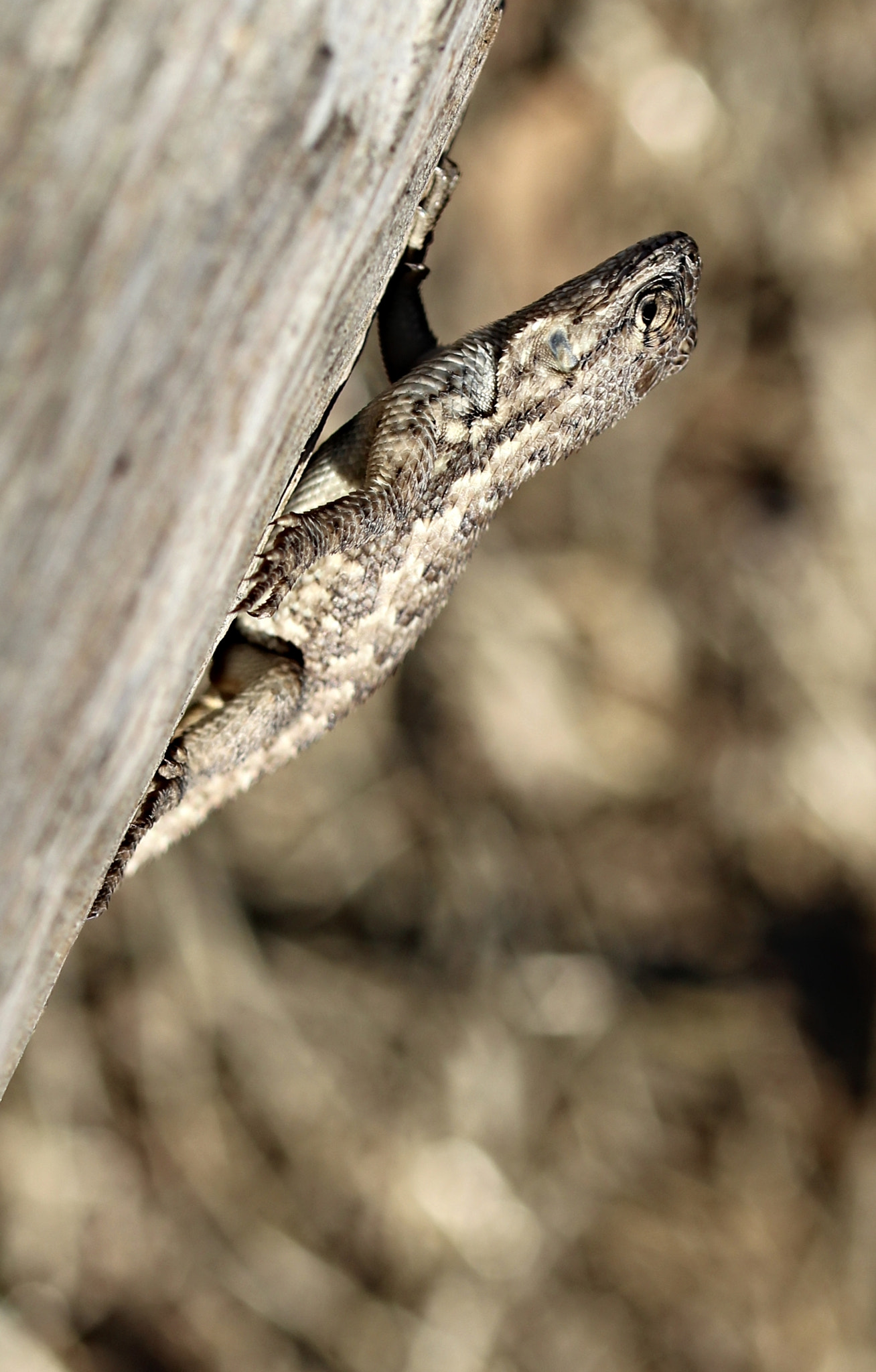 Sigma 105mm F2.8 EX DG OS HSM sample photo. Law breaker! photography