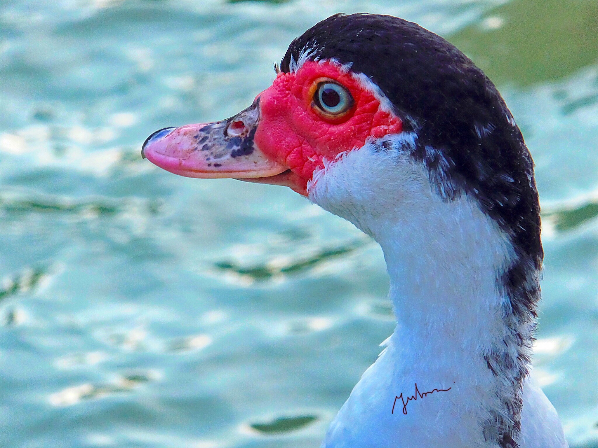 Fujifilm FinePix F900EXR sample photo. Duck with red mask photography