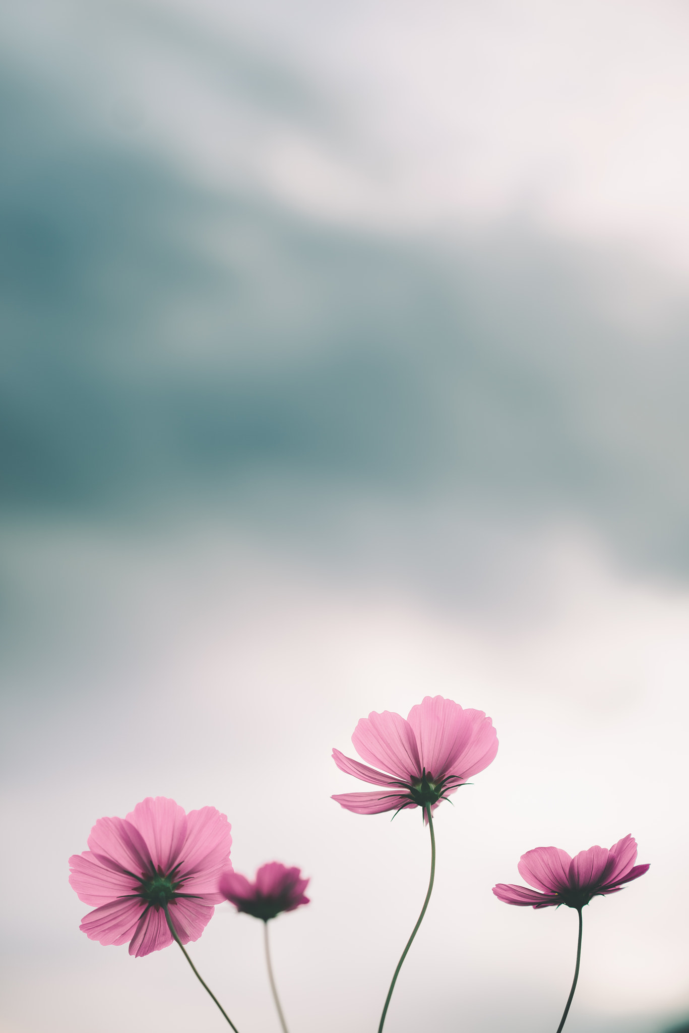 FE 85mm F0 sample photo. Untitled photography