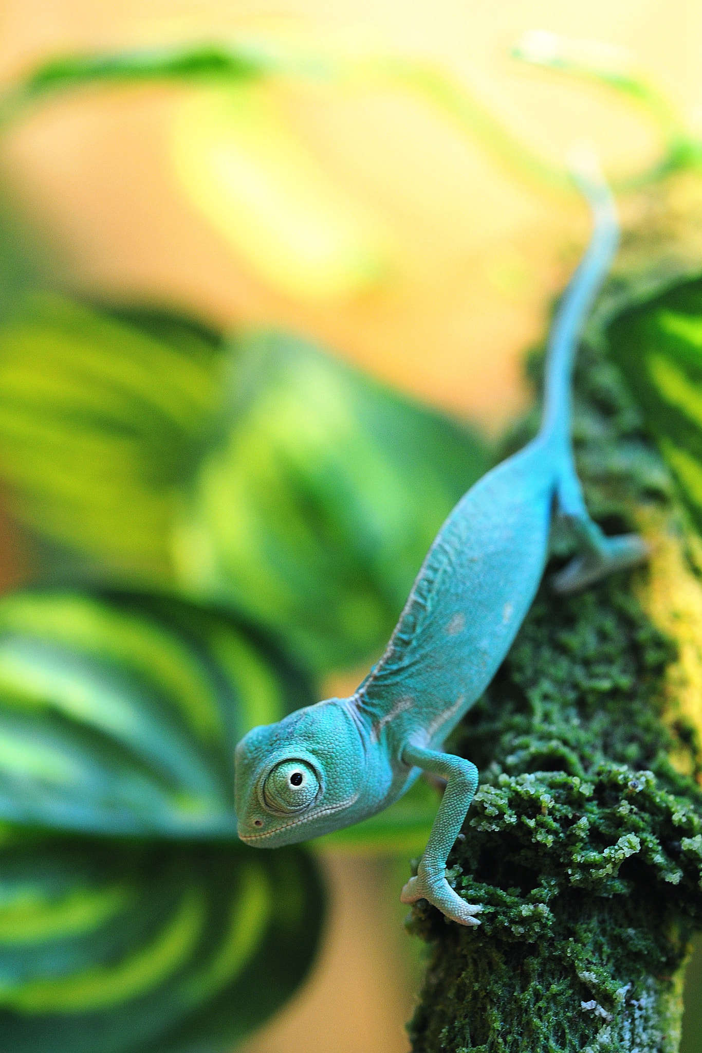Nikon AF Micro-Nikkor 60mm F2.8D sample photo. Little  chameleon photography