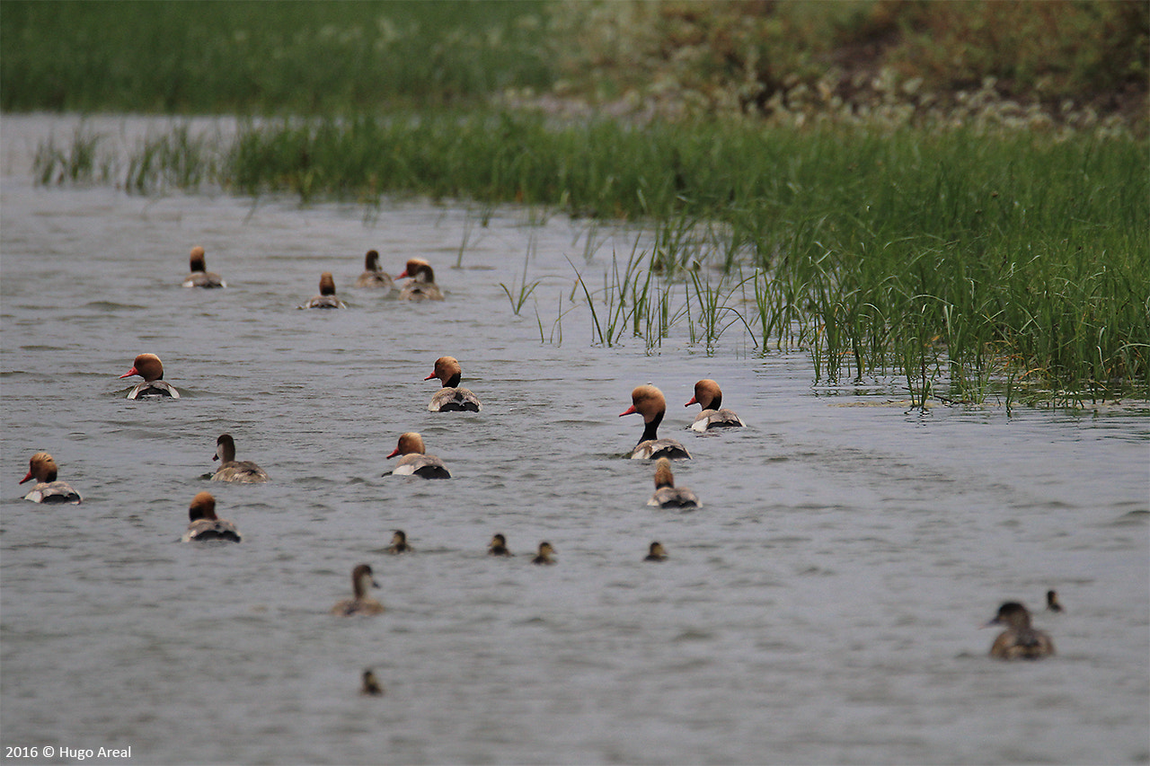 Tamron SP 150-600mm F5-6.3 Di VC USD sample photo. Red-crested pochard photography