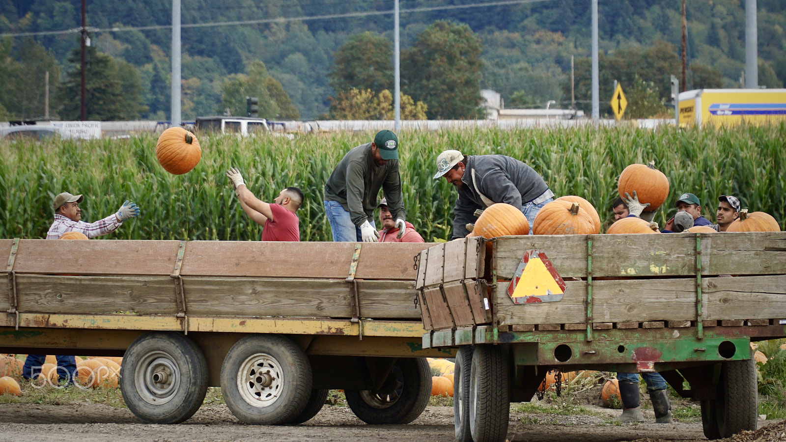 Sony a6000 + Sony E PZ 18-105mm F4 G OSS sample photo. Flying pumpkins photography