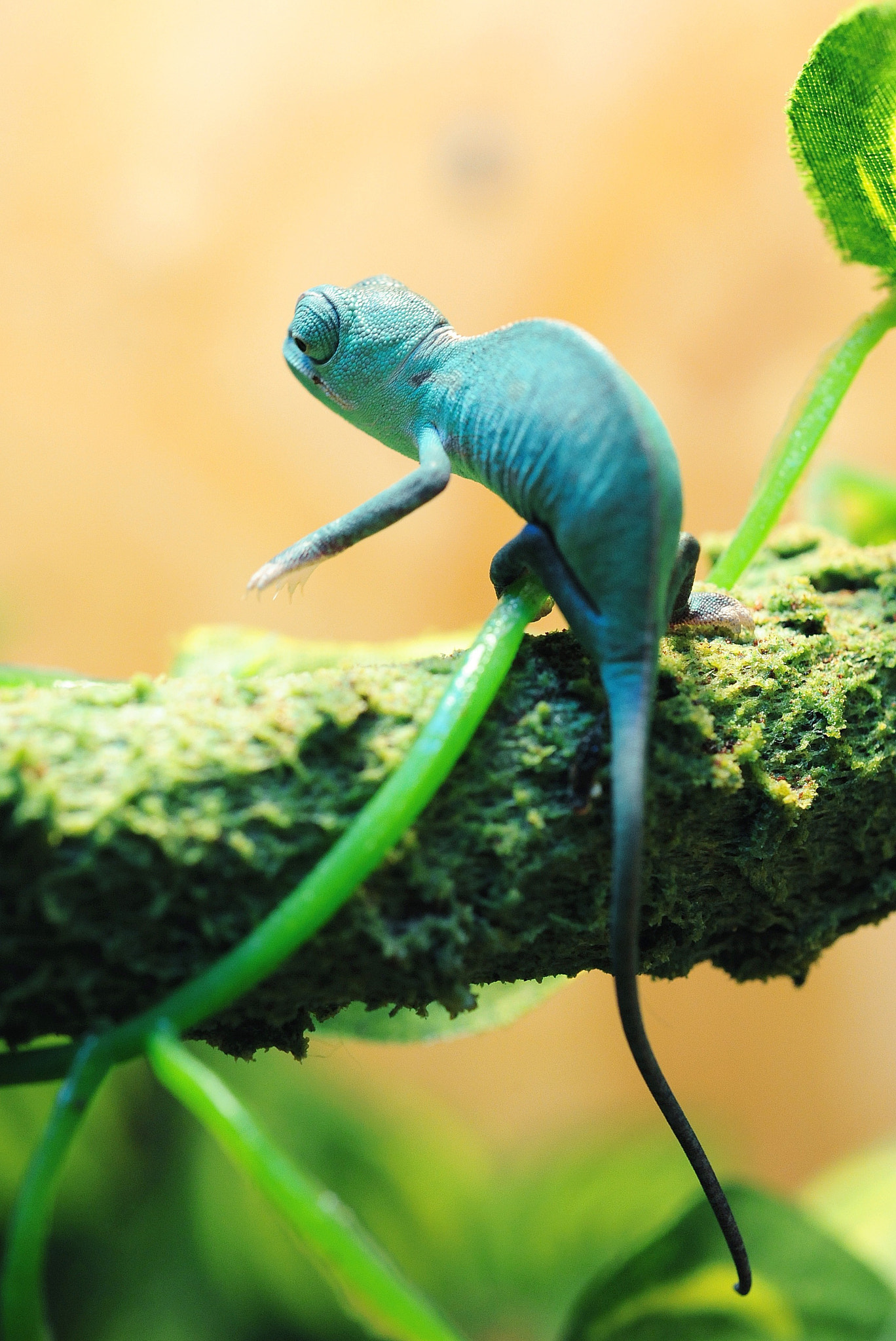Nikon AF Micro-Nikkor 60mm F2.8D sample photo. Little  chameleon photography