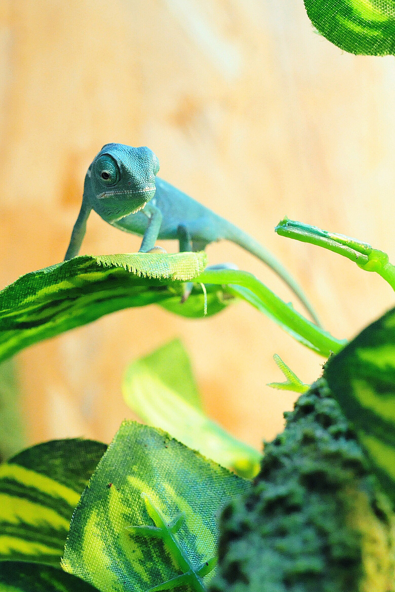 Nikon AF Micro-Nikkor 60mm F2.8D sample photo. Little  chameleon photography