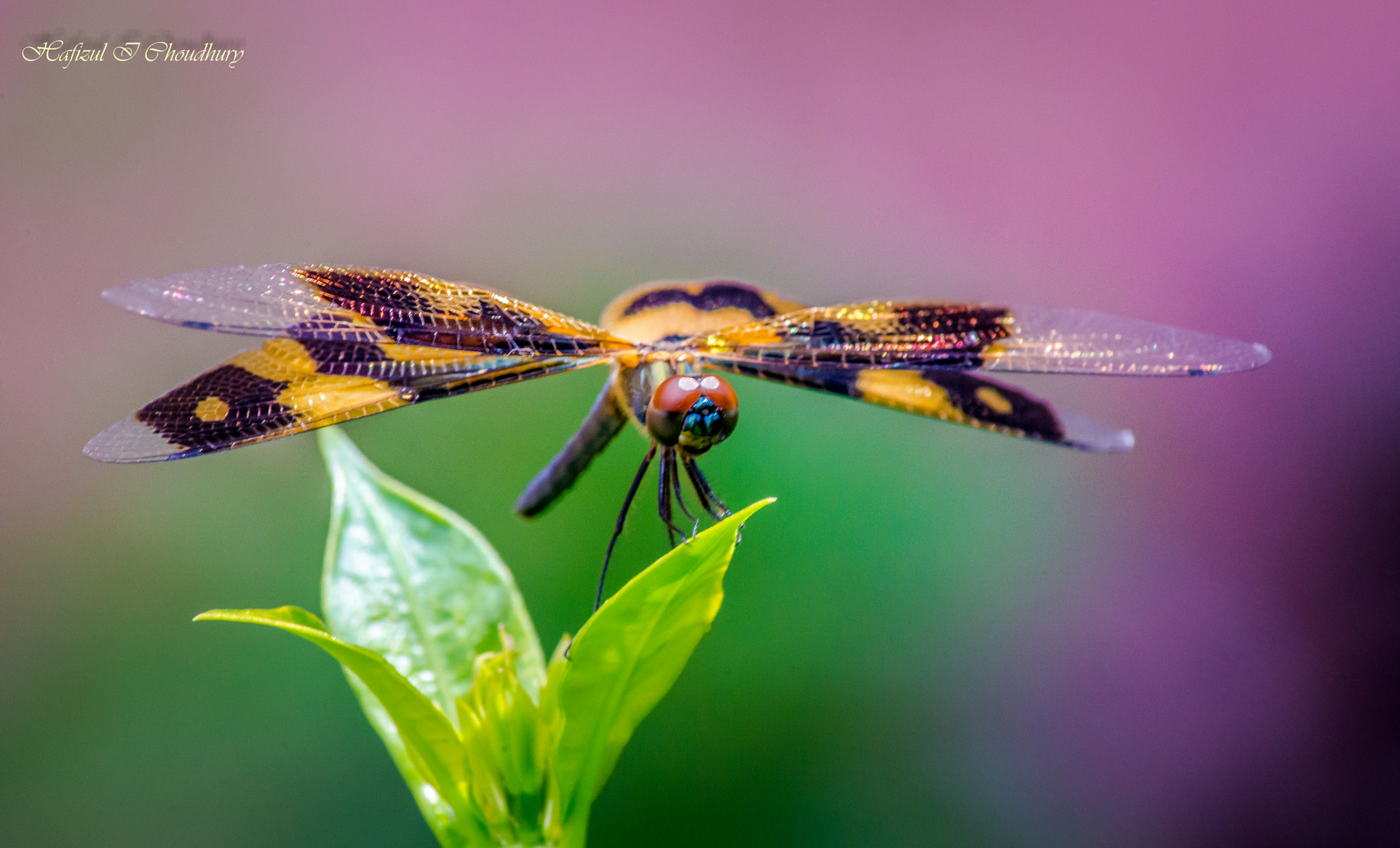 Nikon D800 sample photo. Dragon fly photography