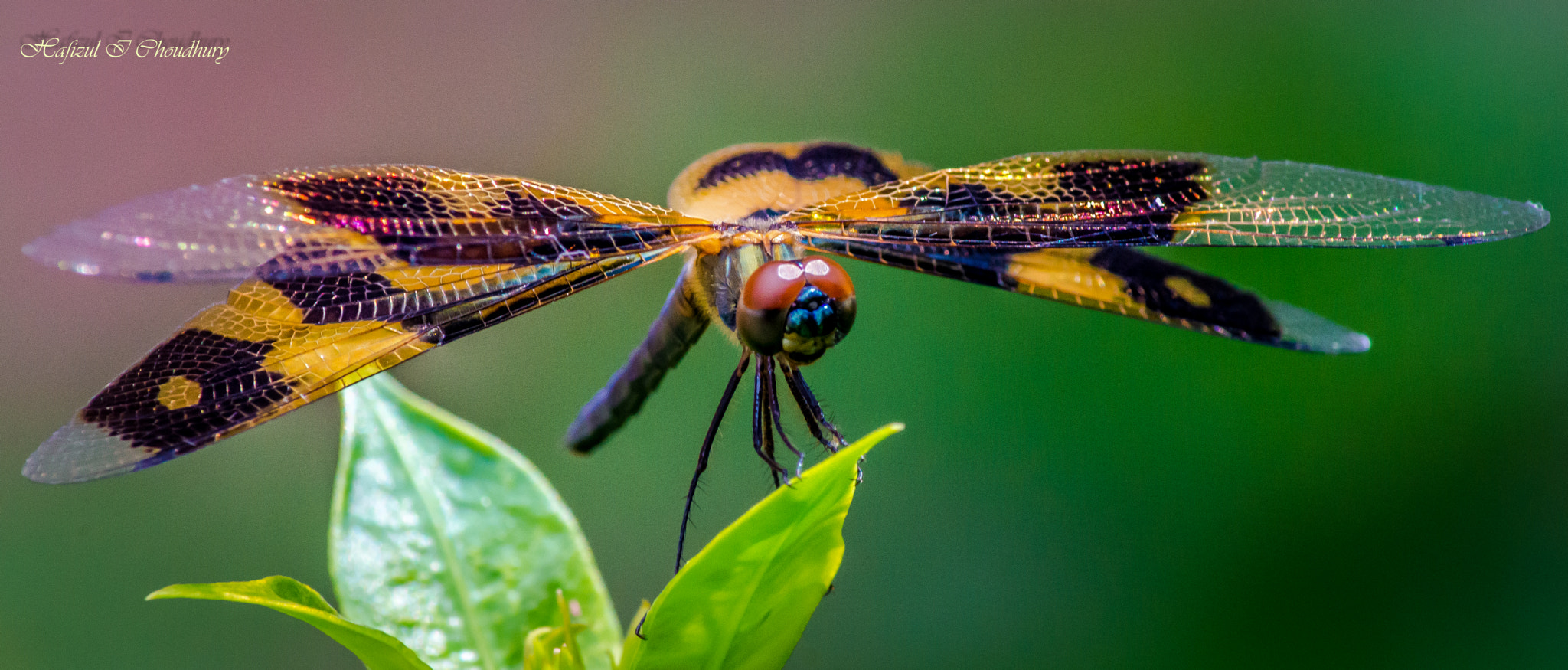 Nikon D800 sample photo. Dragon fly photography