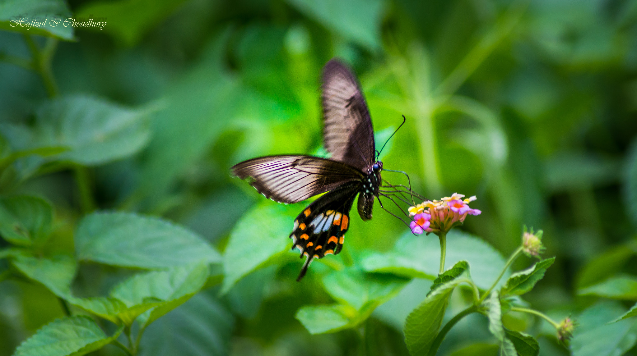Nikon D800 sample photo. Butterfly photography