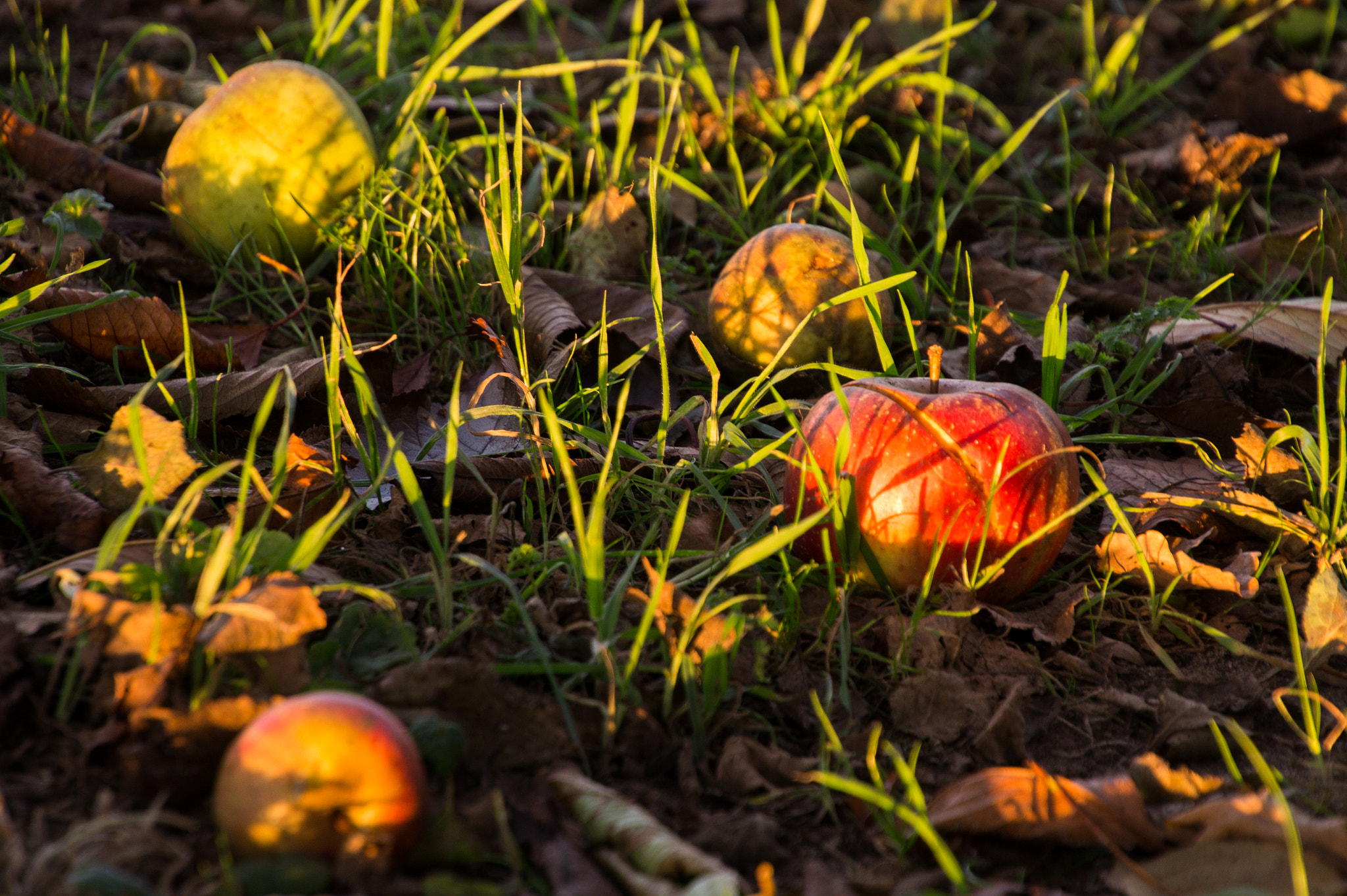 Tamron 16-300mm F3.5-6.3 Di II VC PZD Macro sample photo. Harvest time photography
