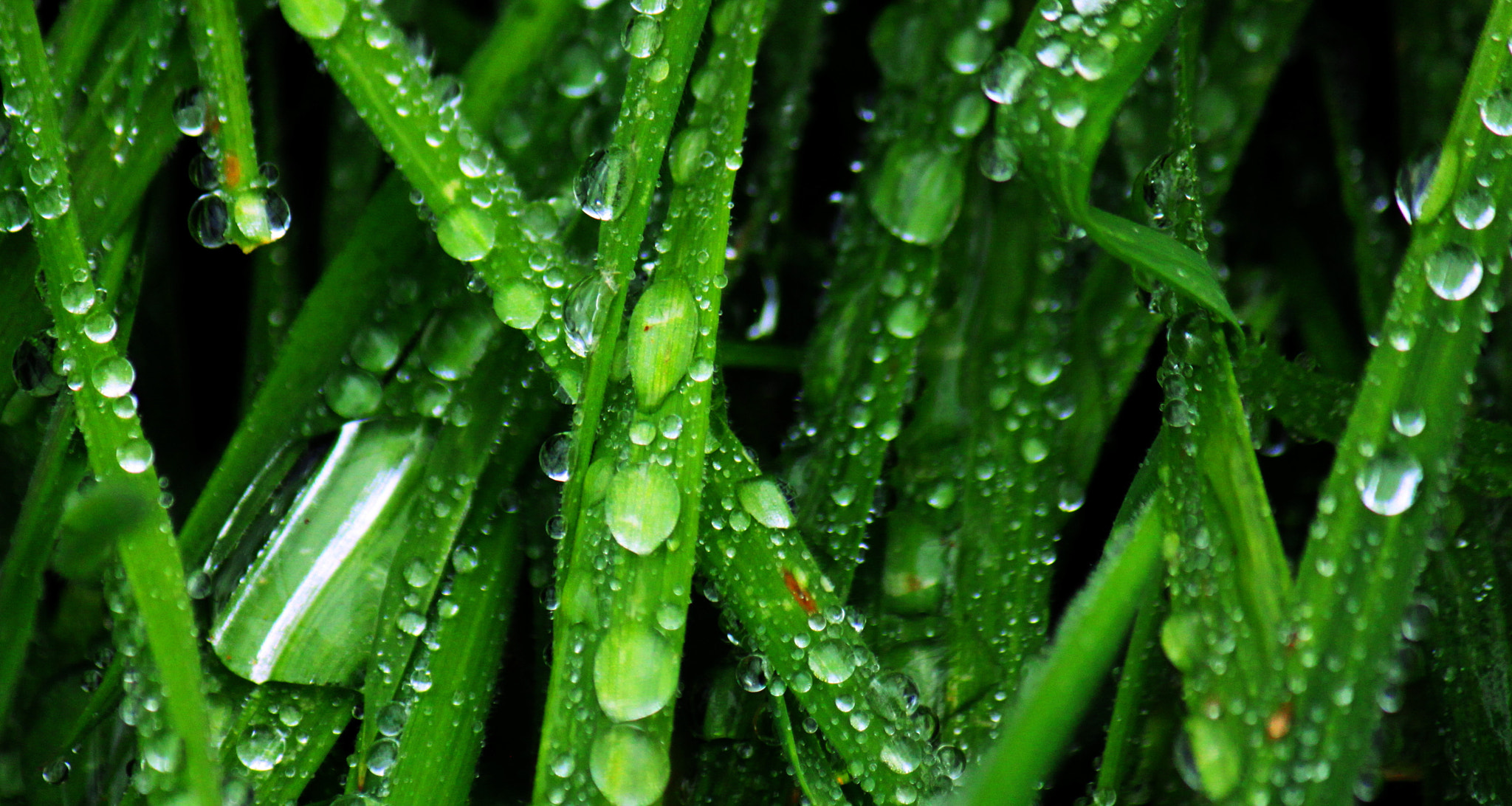 Canon EF-S 55-250mm F4-5.6 IS sample photo. Wet grass otaki photography