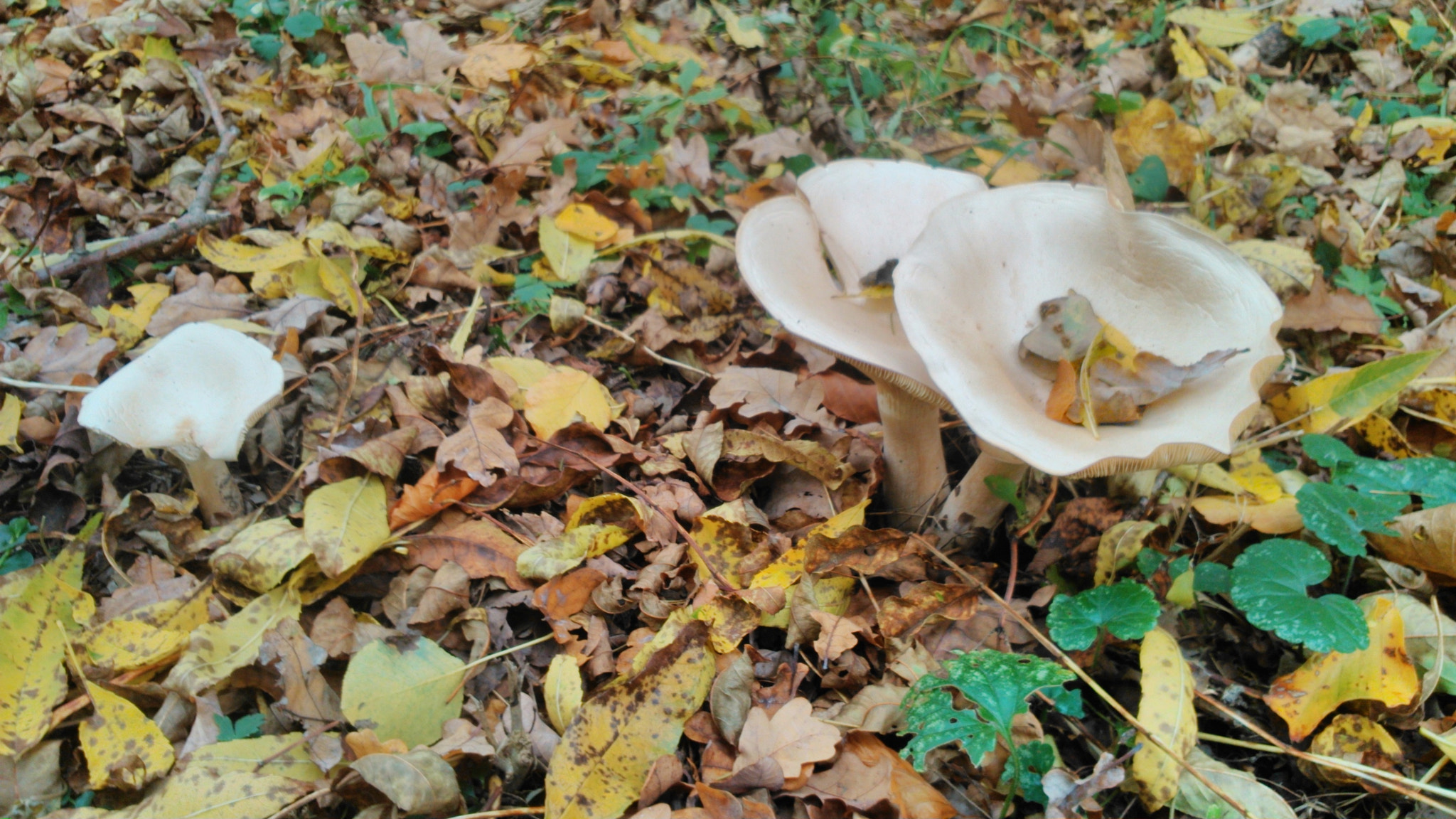 Sony Xperia L sample photo. Leafes and mushrooms  photography