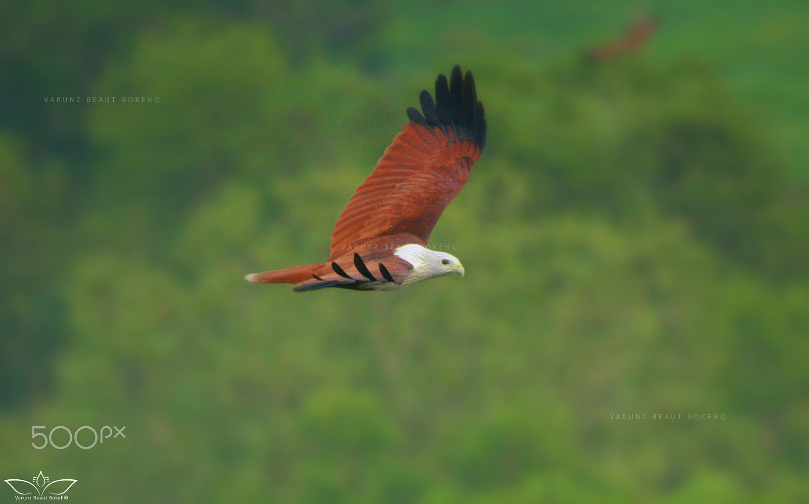 Canon EOS 1000D (EOS Digital Rebel XS / EOS Kiss F) sample photo. That graceful flight! #2 photography