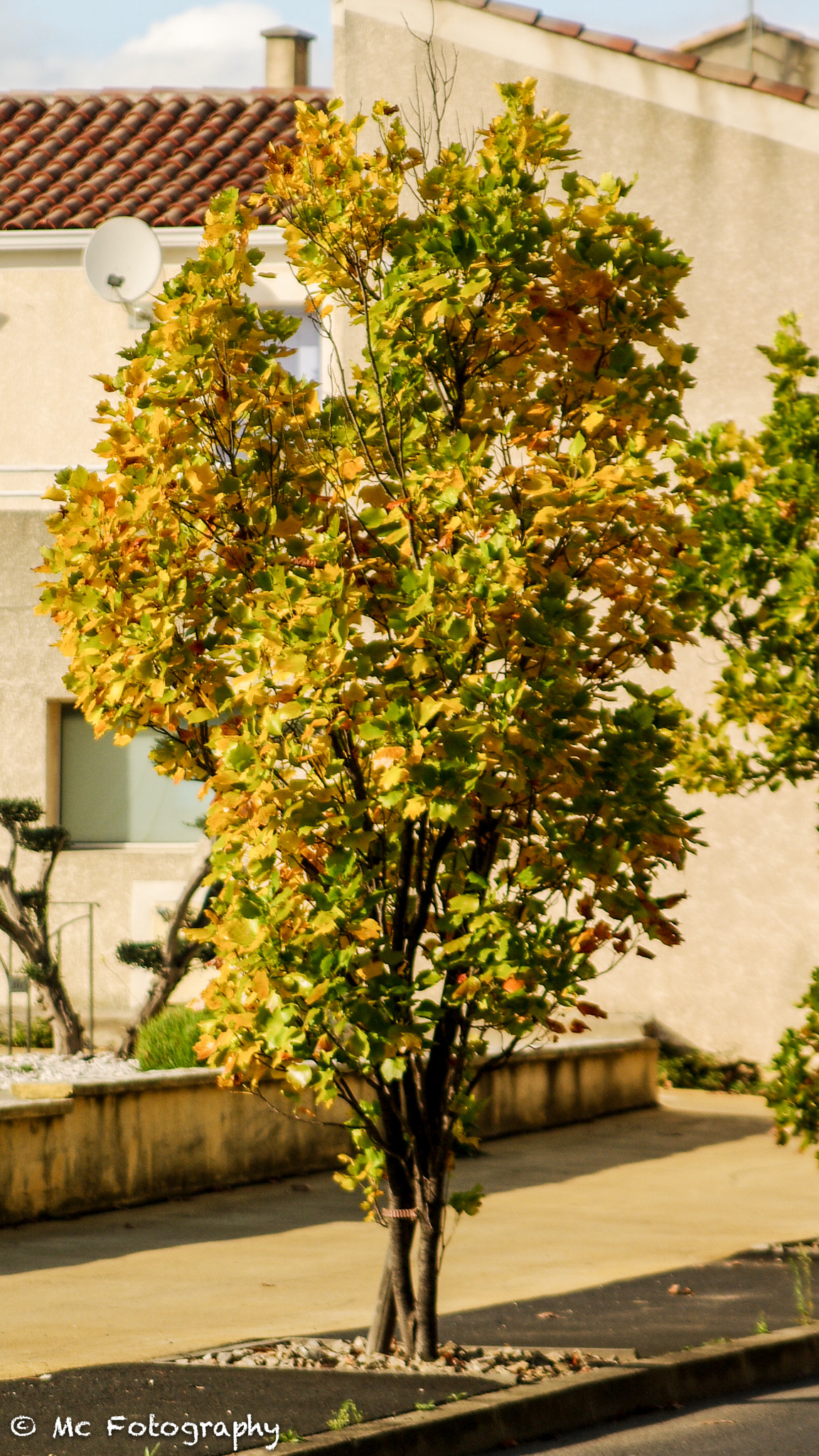 Pentax K20D + Tamron AF 28-75mm F2.8 XR Di LD Aspherical (IF) sample photo. Arbre en automne - 19.10.2016  mauguio photography