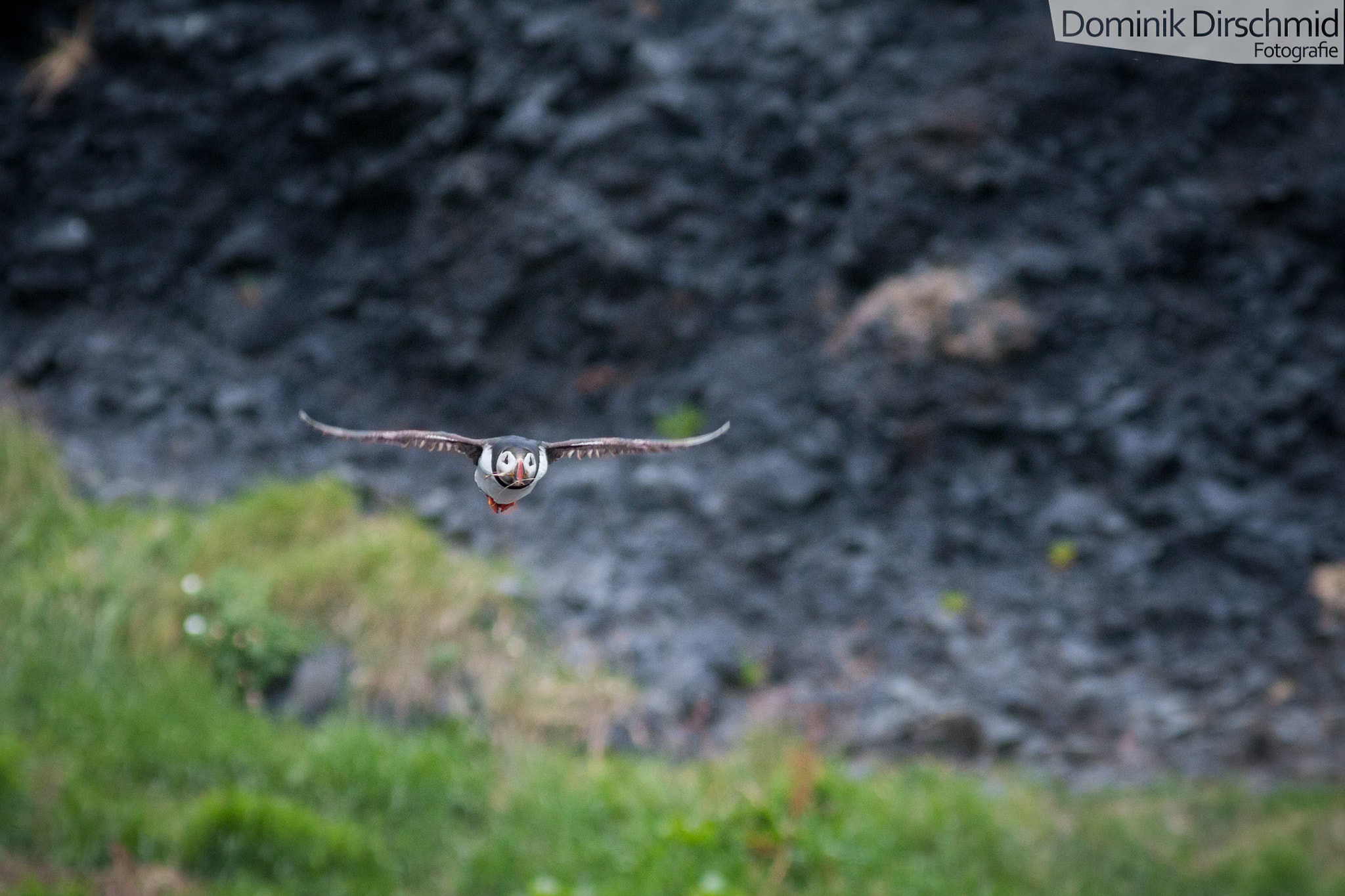 Canon EOS 70D sample photo. Atlantic puffin photography