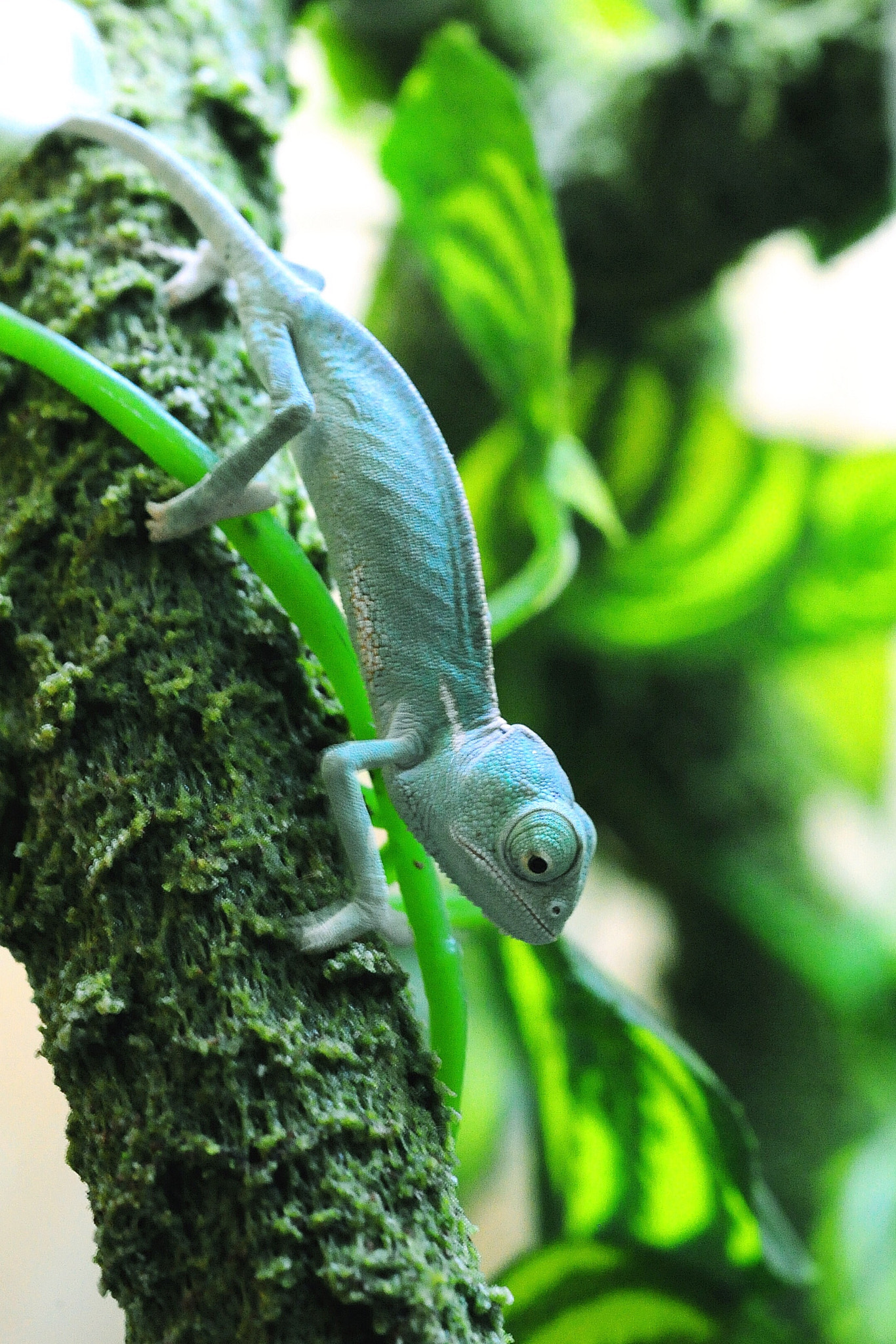 Nikon AF Micro-Nikkor 60mm F2.8D sample photo. Little  chameleon photography