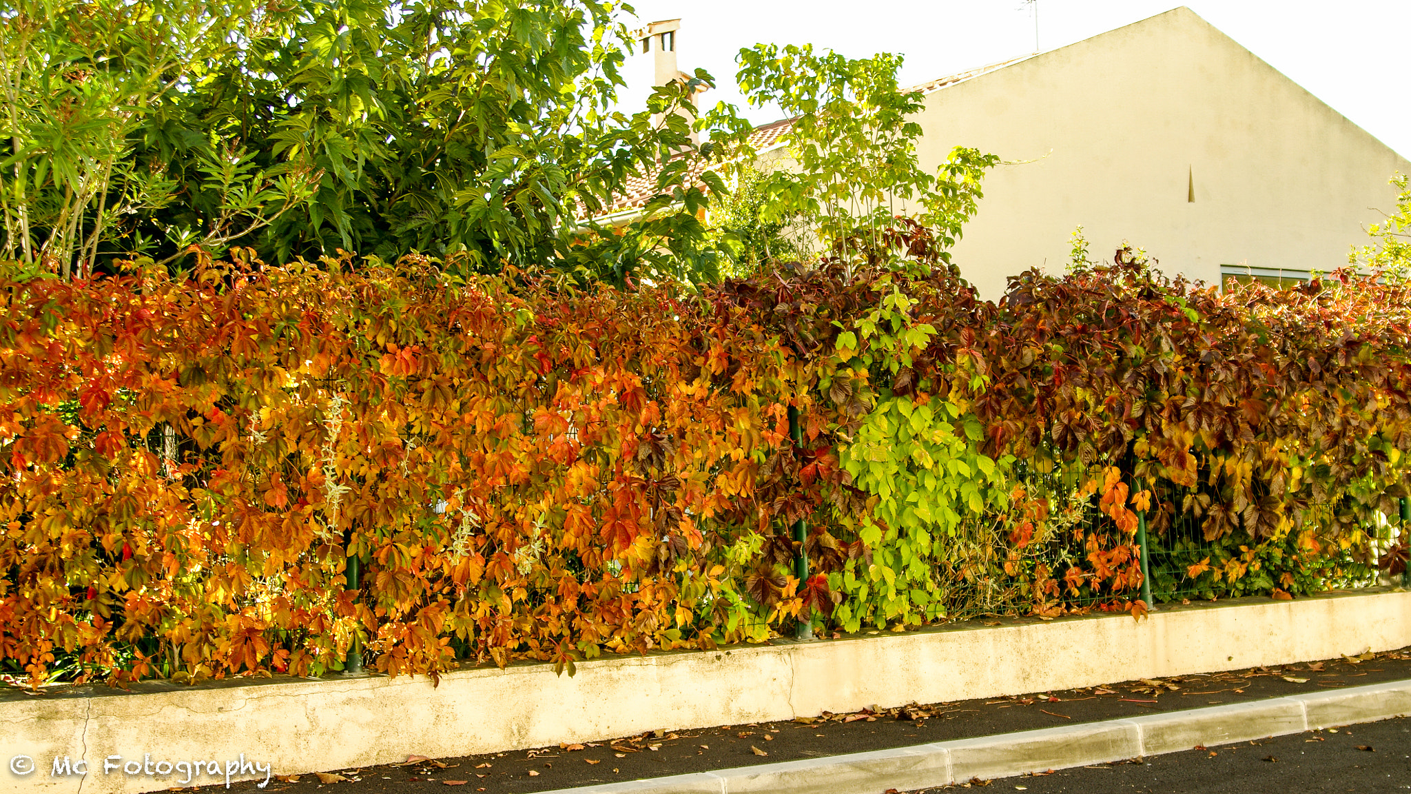 Tamron AF 28-75mm F2.8 XR Di LD Aspherical (IF) sample photo. Automne 19.10.2016 photography