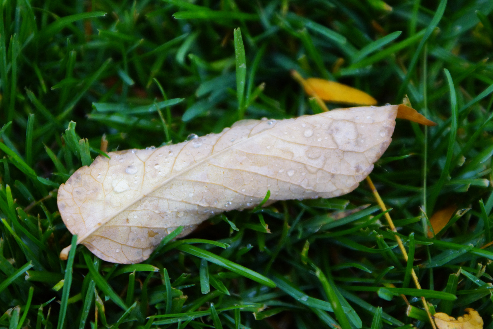 Sony DT 18-70mm F3.5-5.6 sample photo. Just a touch out of focus. photography