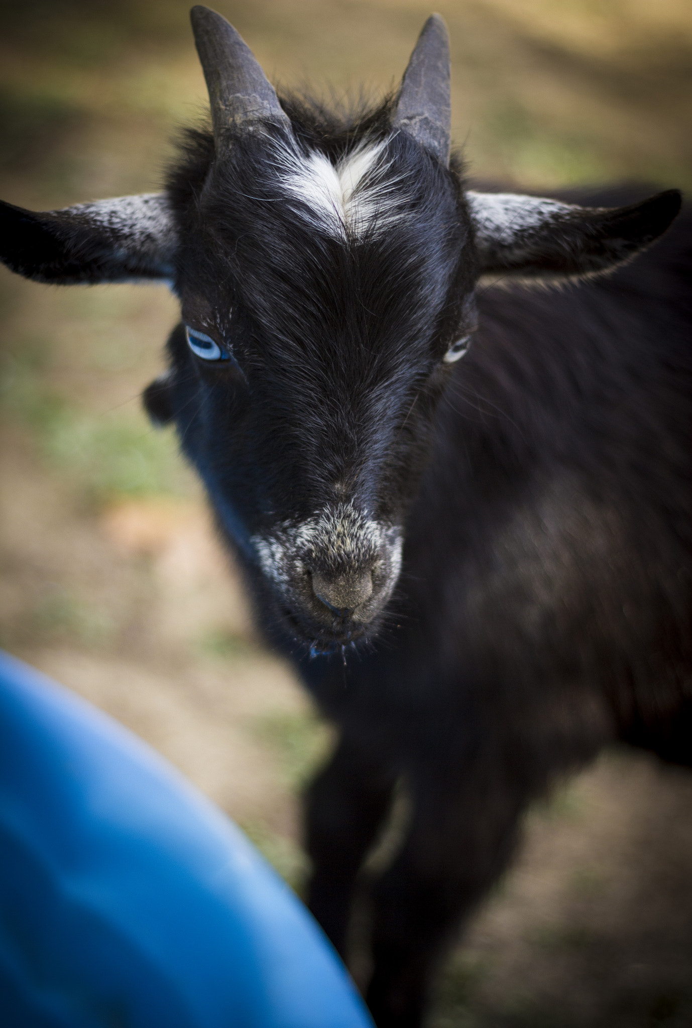 Canon EOS 550D (EOS Rebel T2i / EOS Kiss X4) + Canon EF 50mm f/1.8 sample photo. Little goat photography