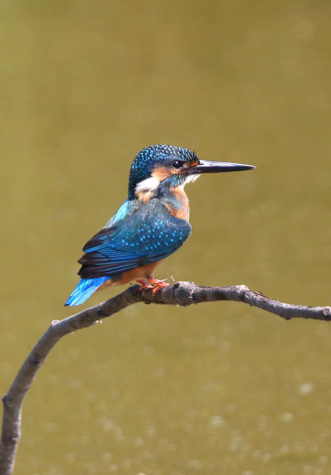 Canon EF 600mm F4L IS II USM sample photo. 316 photography