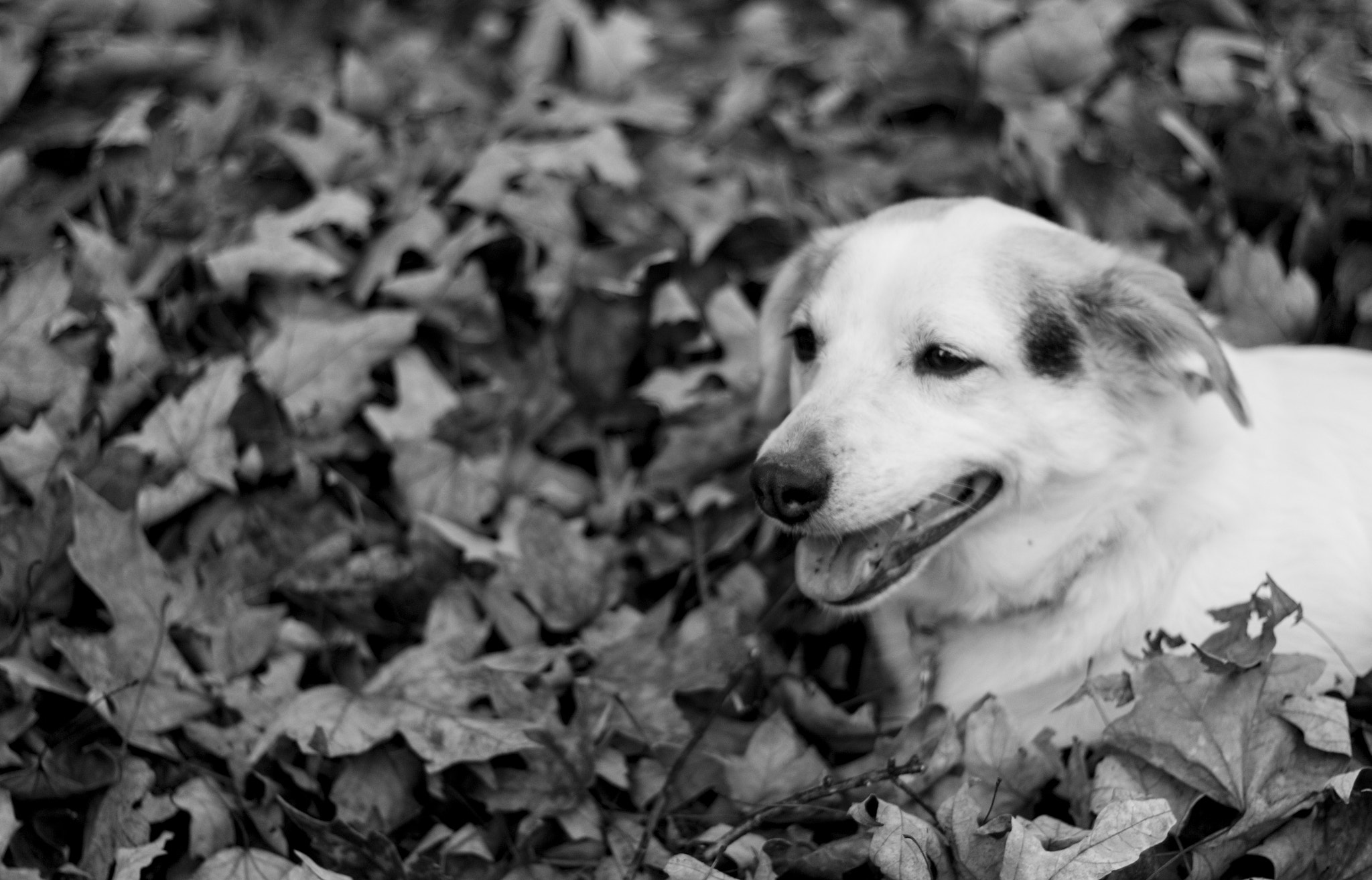 Canon EOS 550D (EOS Rebel T2i / EOS Kiss X4) + Canon EF 50mm f/1.8 sample photo. Fuzz among leaves  photography